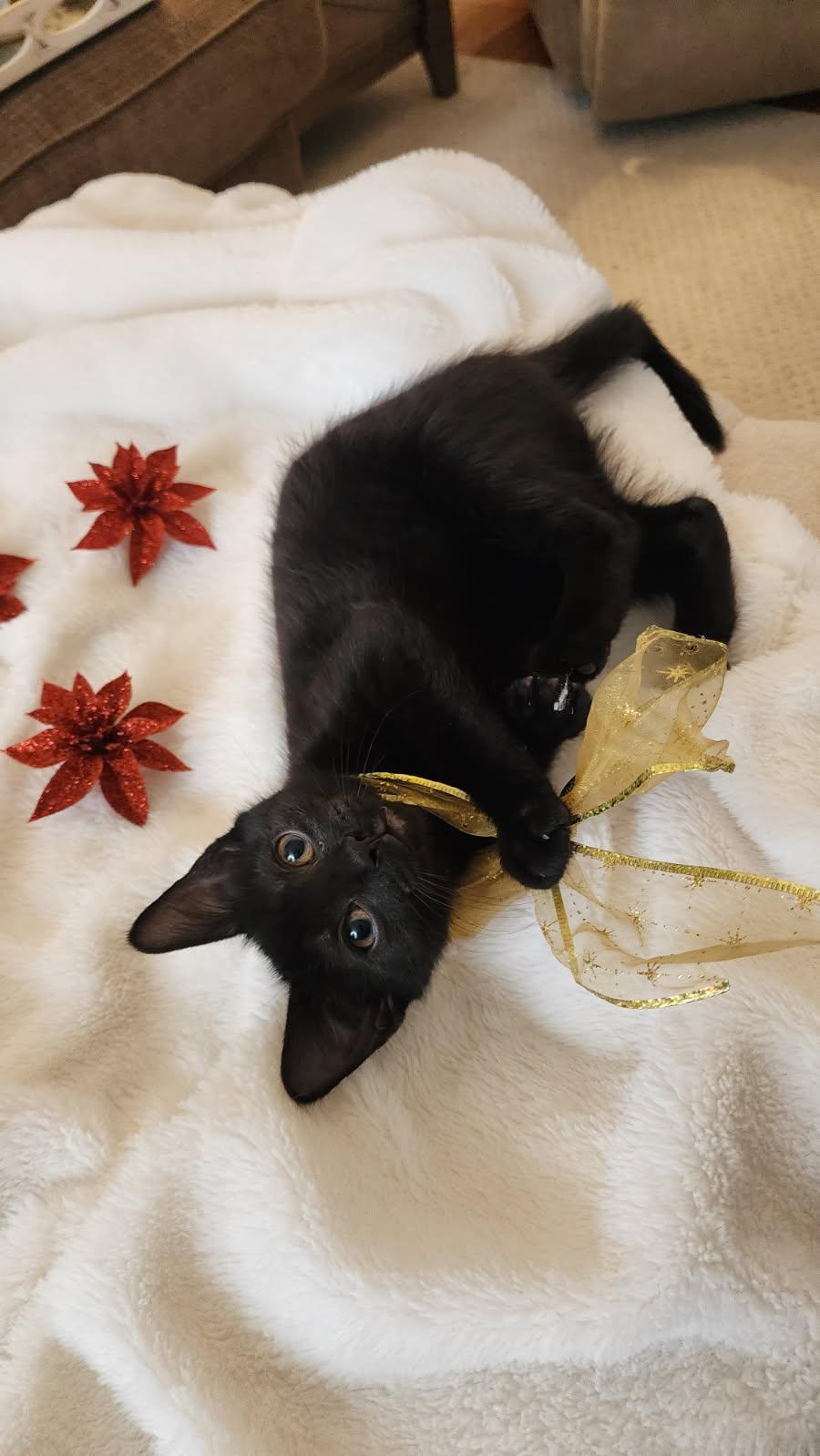 Enlarge Anubis and Queen, a Adoptable Domestic Short Hair in Schenectady, NY image 2/6