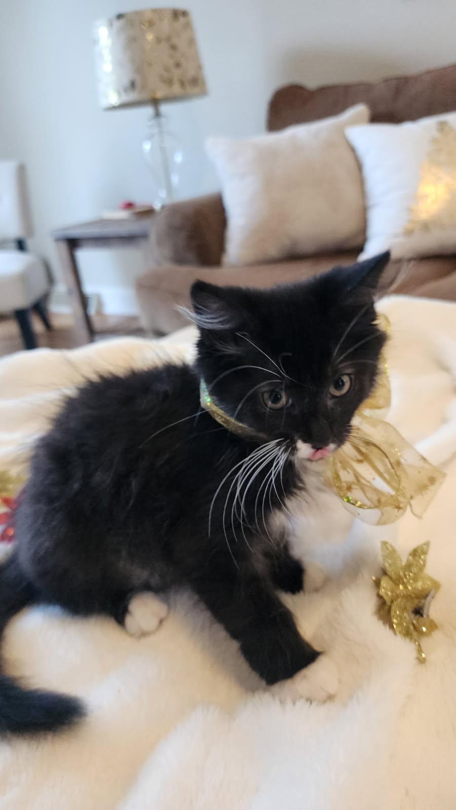 Enlarge Anubis and Queen, a Adoptable Domestic Short Hair in Schenectady, NY image 3/6