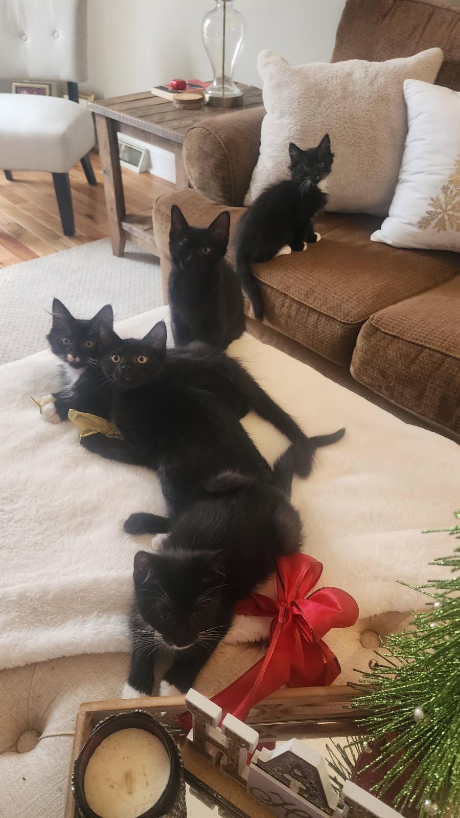 Enlarge Anubis and Queen, a Adoptable Domestic Short Hair in Schenectady, NY image 5/6