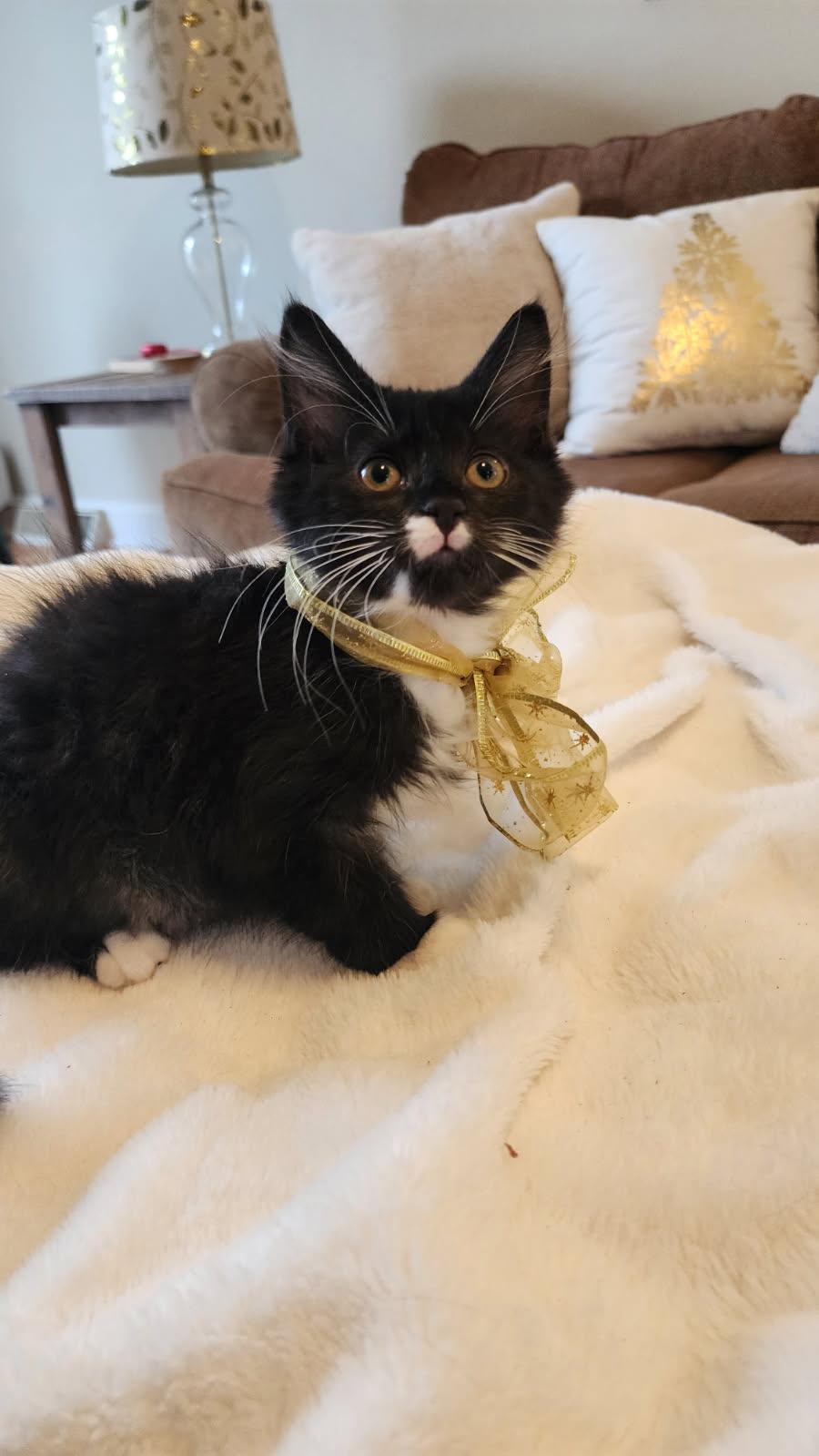 Enlarge Anubis and Queen, a Adoptable Domestic Short Hair in Schenectady, NY image 6/6