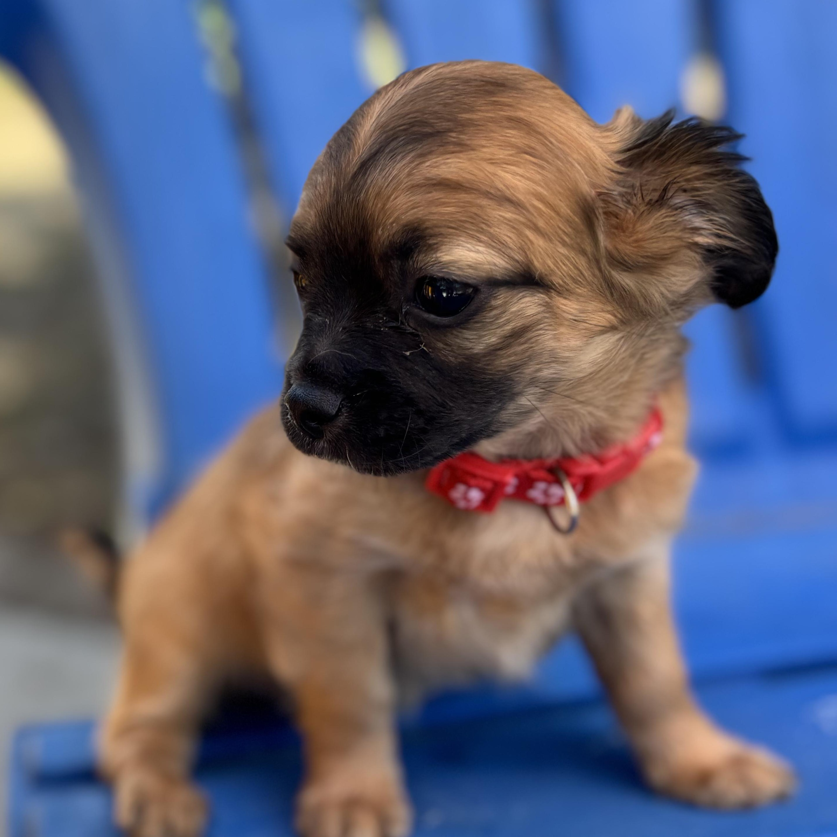 Aspen, an adopted mixed breed in Seal Beach, CA image 4/5