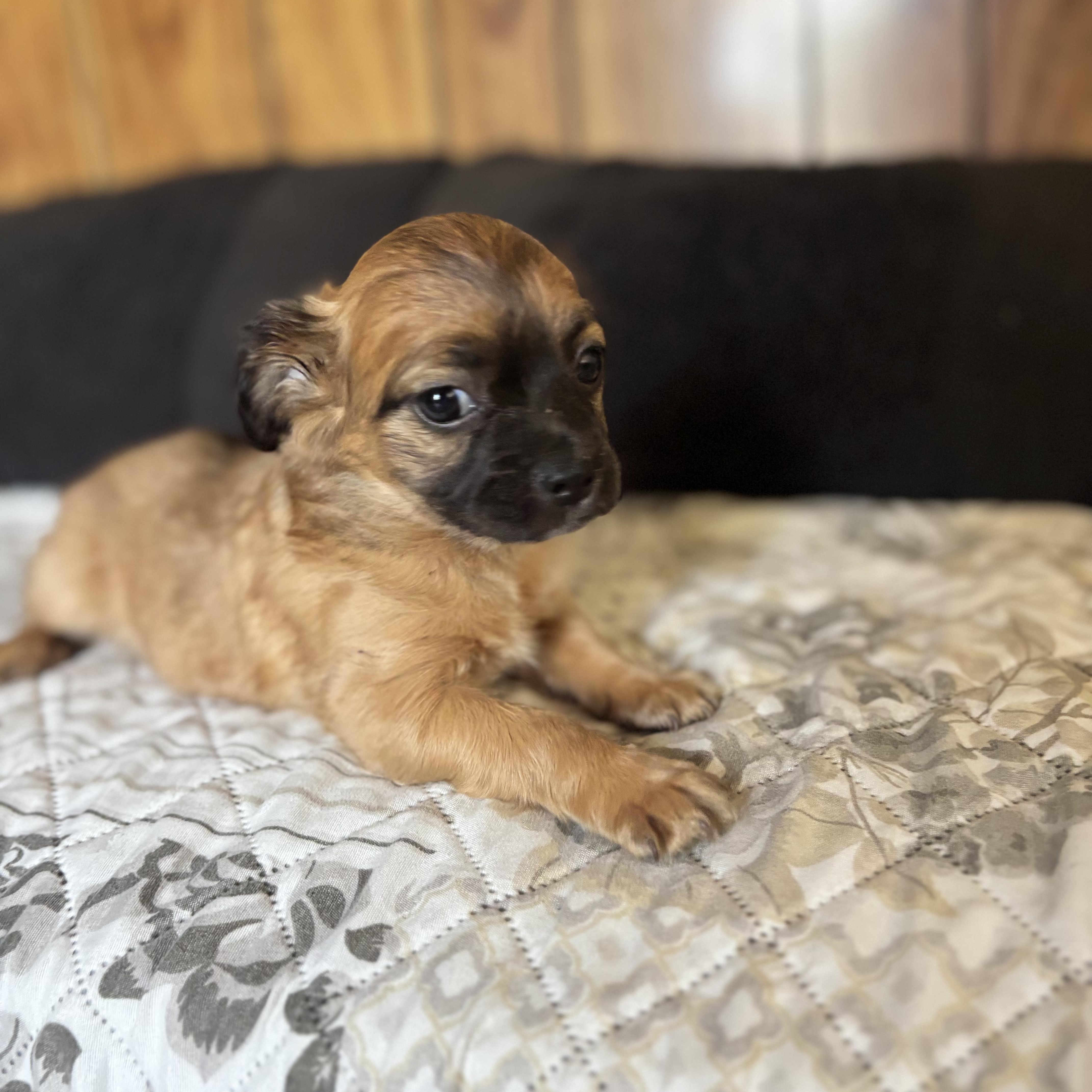 Aspen, an adopted mixed breed in Seal Beach, CA image 2/5