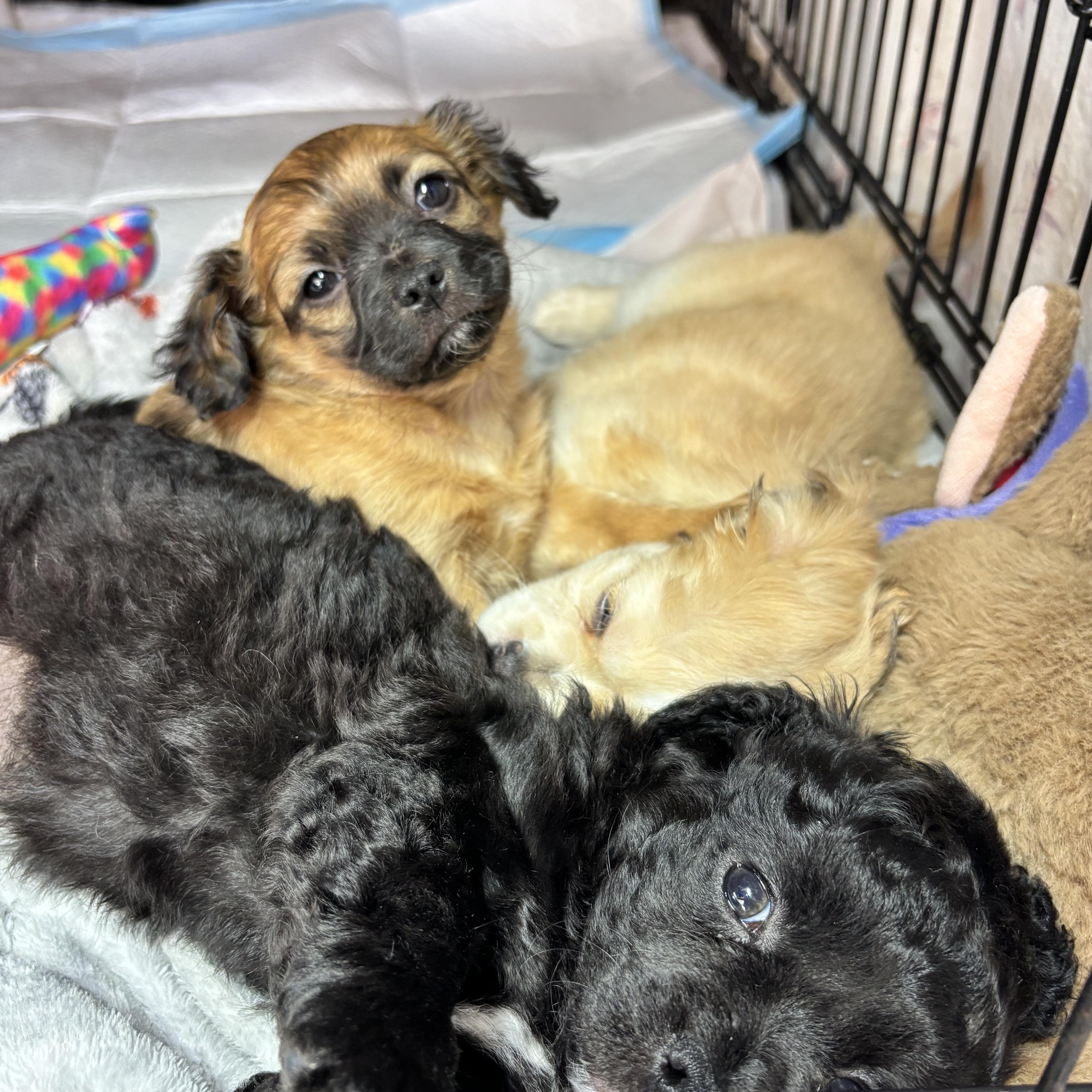 Aspen, an adopted mixed breed in Seal Beach, CA image 3/5