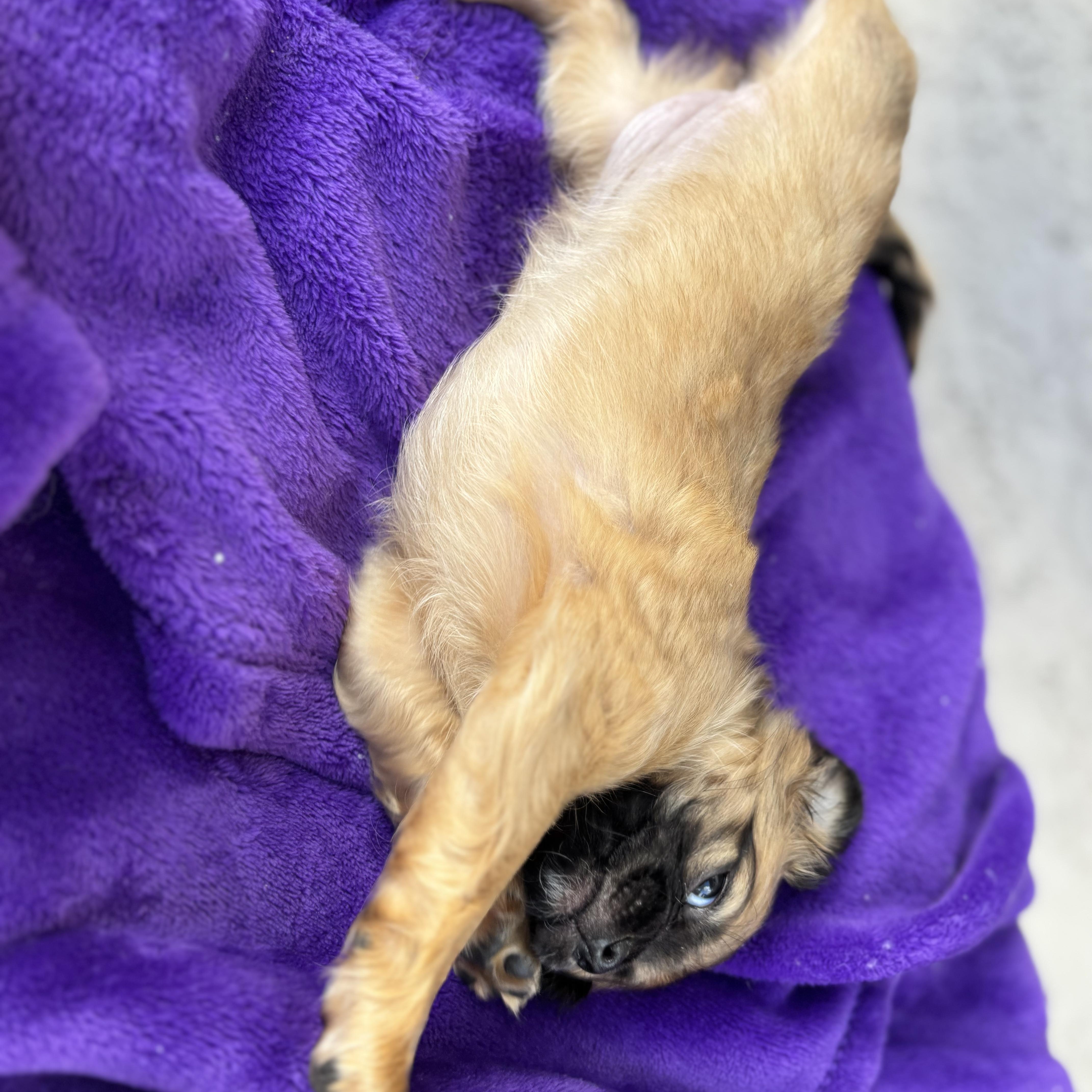 Aspen, an adopted mixed breed in Seal Beach, CA image 5/5