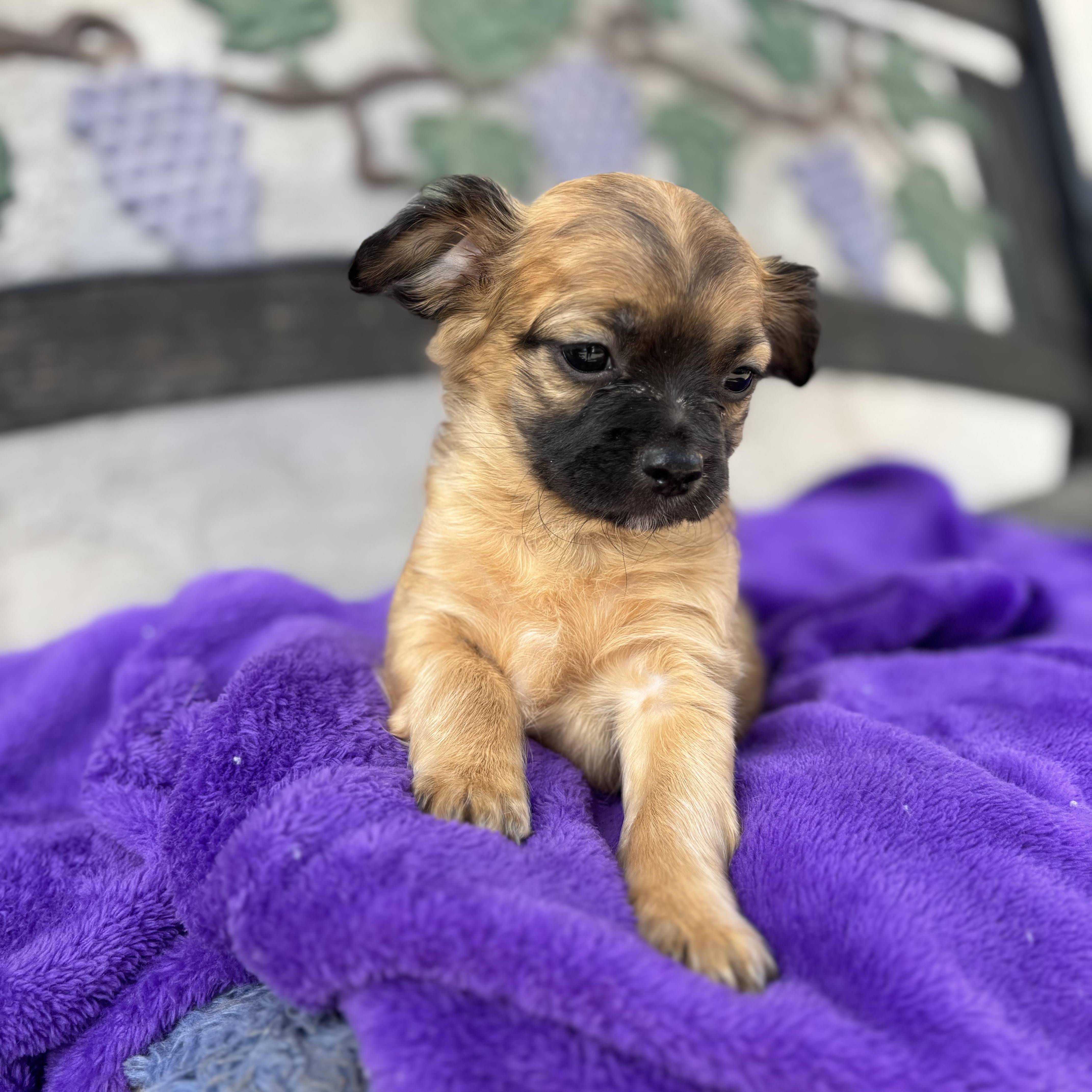 Aspen, an adopted mixed breed in Seal Beach, CA image 1/5