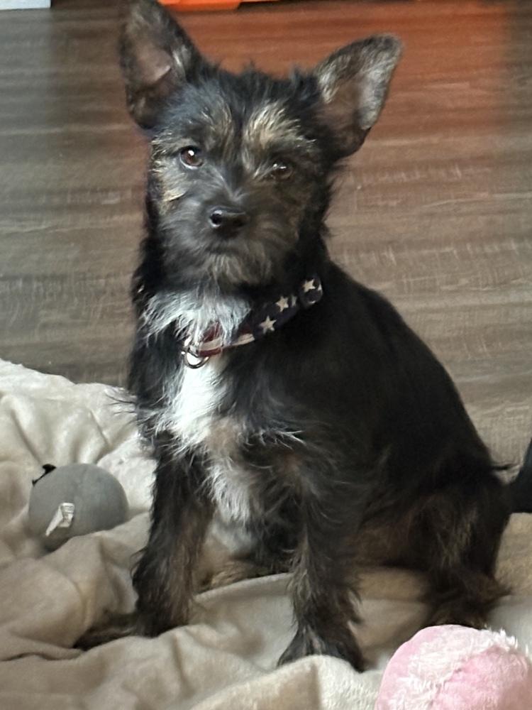 Pebbles, a Adoptable mixed breed in Lafayette, CO image 1/6
