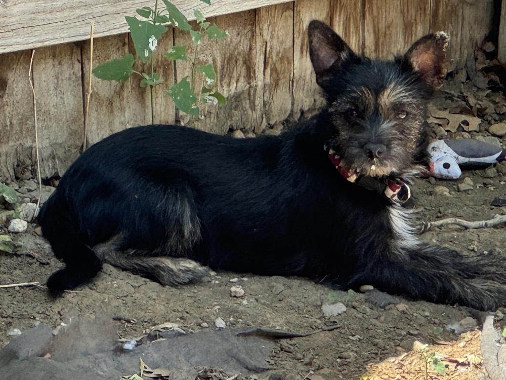 Pebbles, a Adoptable mixed breed in Lafayette, CO image 3/6