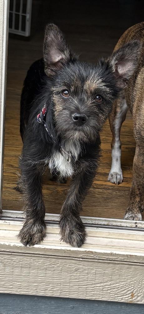Pebbles, a Adoptable mixed breed in Lafayette, CO image 6/6