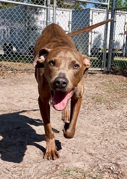 Roscoe, Adoptable, Young Male Pit Bull Terrier & Mixed Breed.
