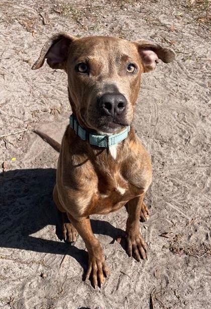 Roscoe, a Adoptable mixed breed in Savannah, GA image 2/2