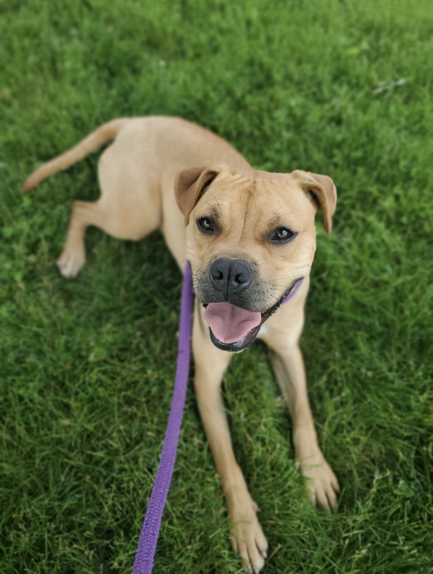 Krypto, a Adoptable mixed breed in Oxford, MI image 1/6