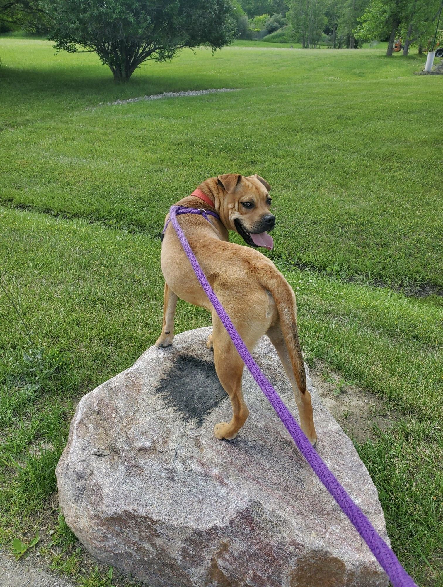 Krypto, a Adoptable mixed breed in Oxford, MI image 5/6