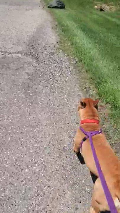 Enlarge Krypto, a Adoptable mixed breed in Oxford, MI video 6/6