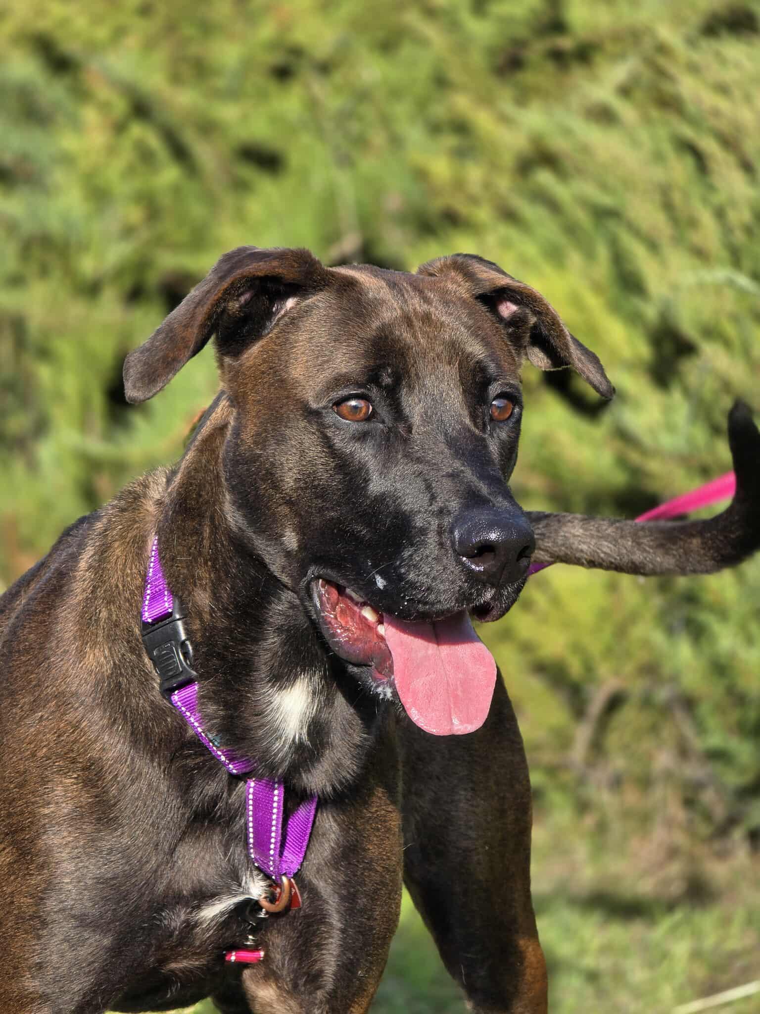 Enlarge Trooper, a Adoptable mixed breed in Grants Pass, OR image 1/6