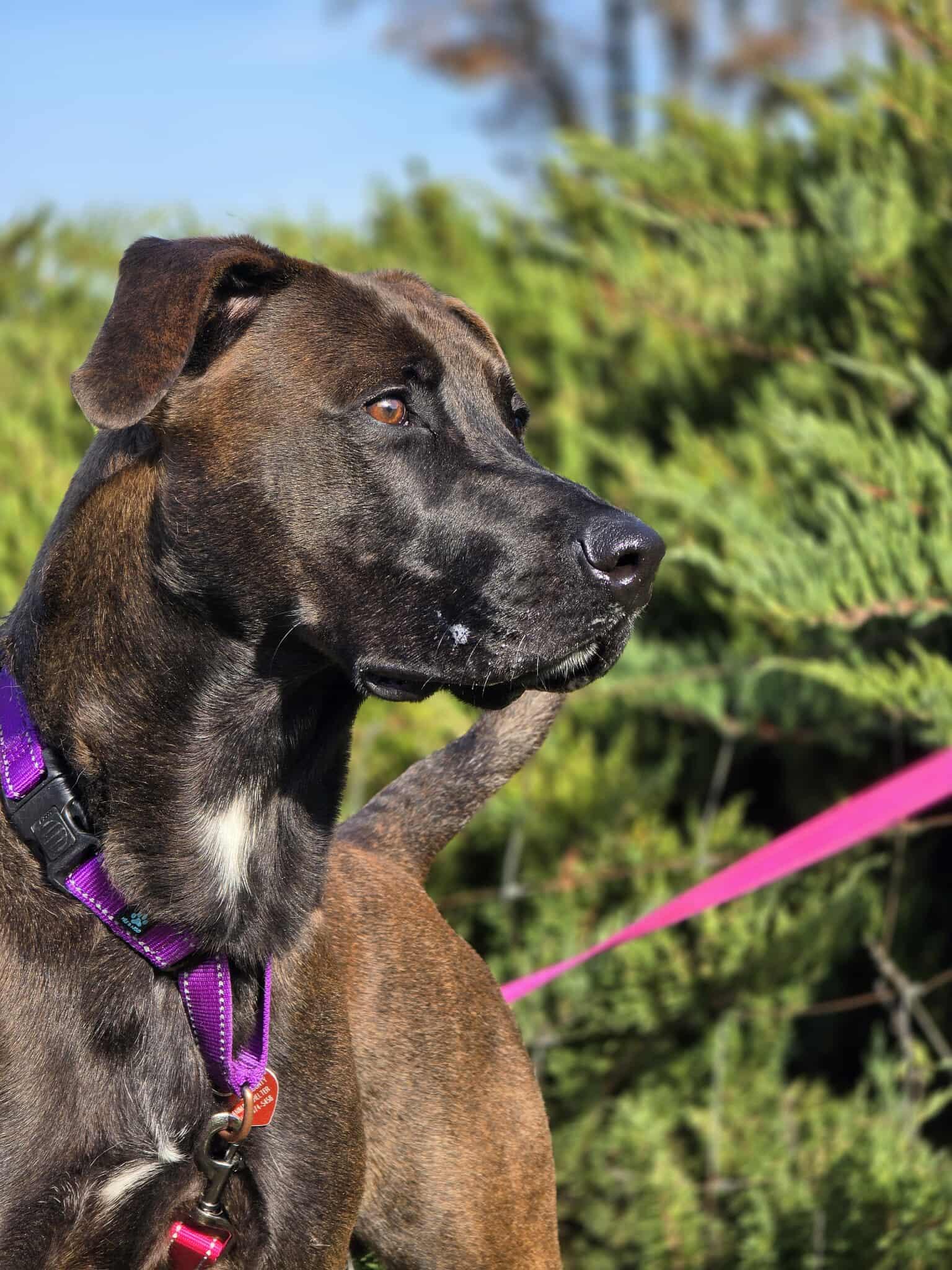 Enlarge Trooper, a Adoptable mixed breed in Grants Pass, OR image 4/6