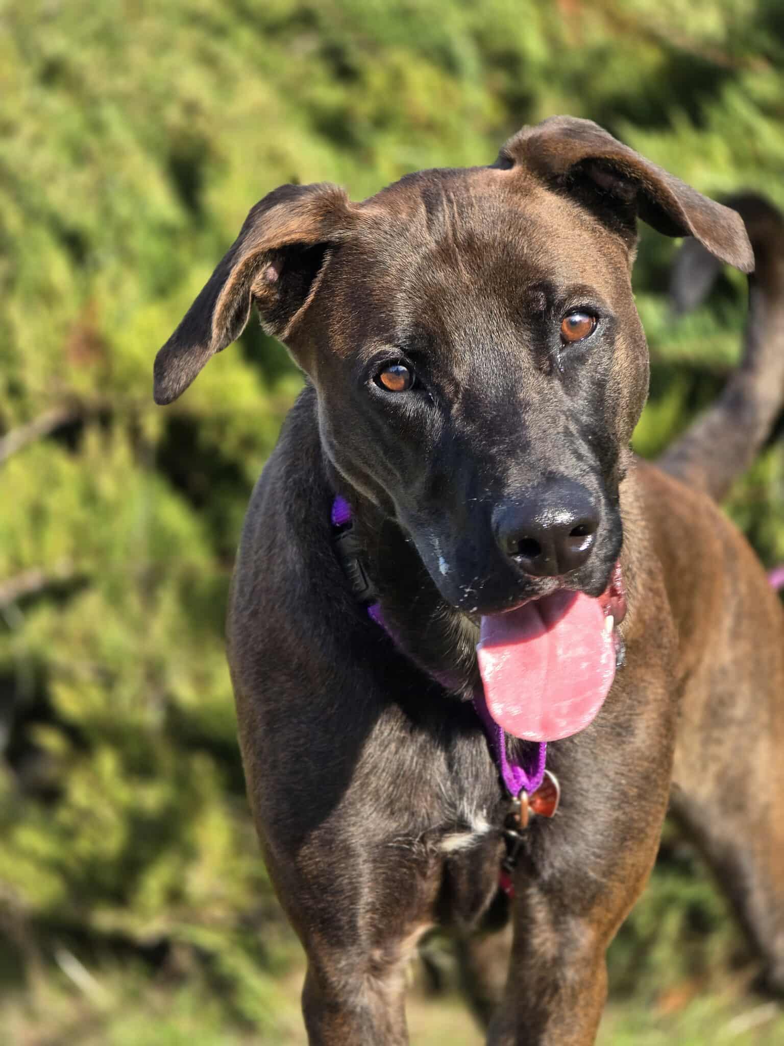 Enlarge Trooper, a Adoptable mixed breed in Grants Pass, OR image 6/6