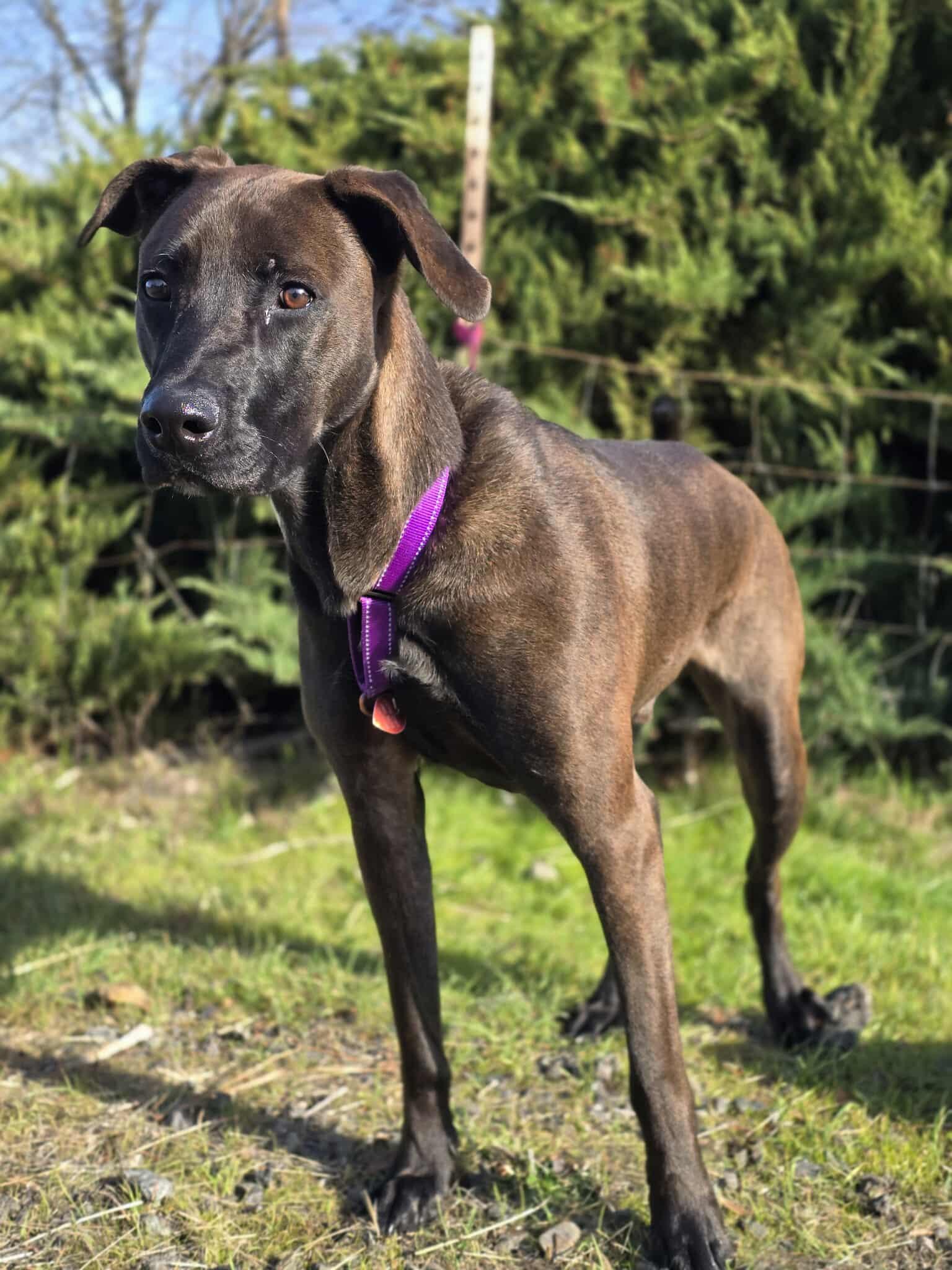 Enlarge Trooper, a Adoptable mixed breed in Grants Pass, OR image 5/6