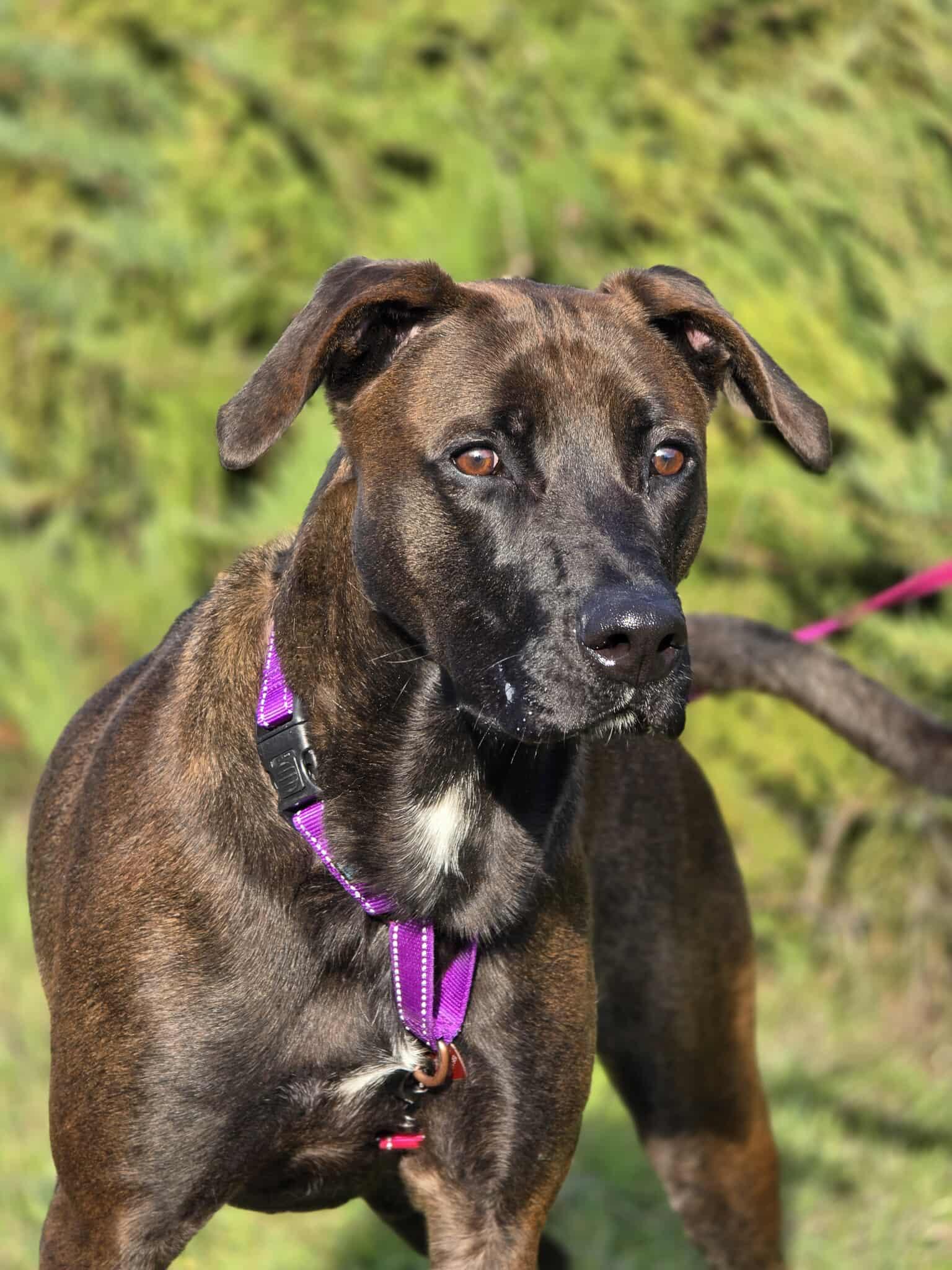 Enlarge Trooper, a Adoptable mixed breed in Grants Pass, OR image 3/6