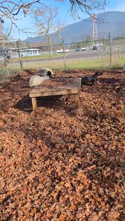 Enlarge Trooper, a Adoptable mixed breed in Grants Pass, OR video 2/6