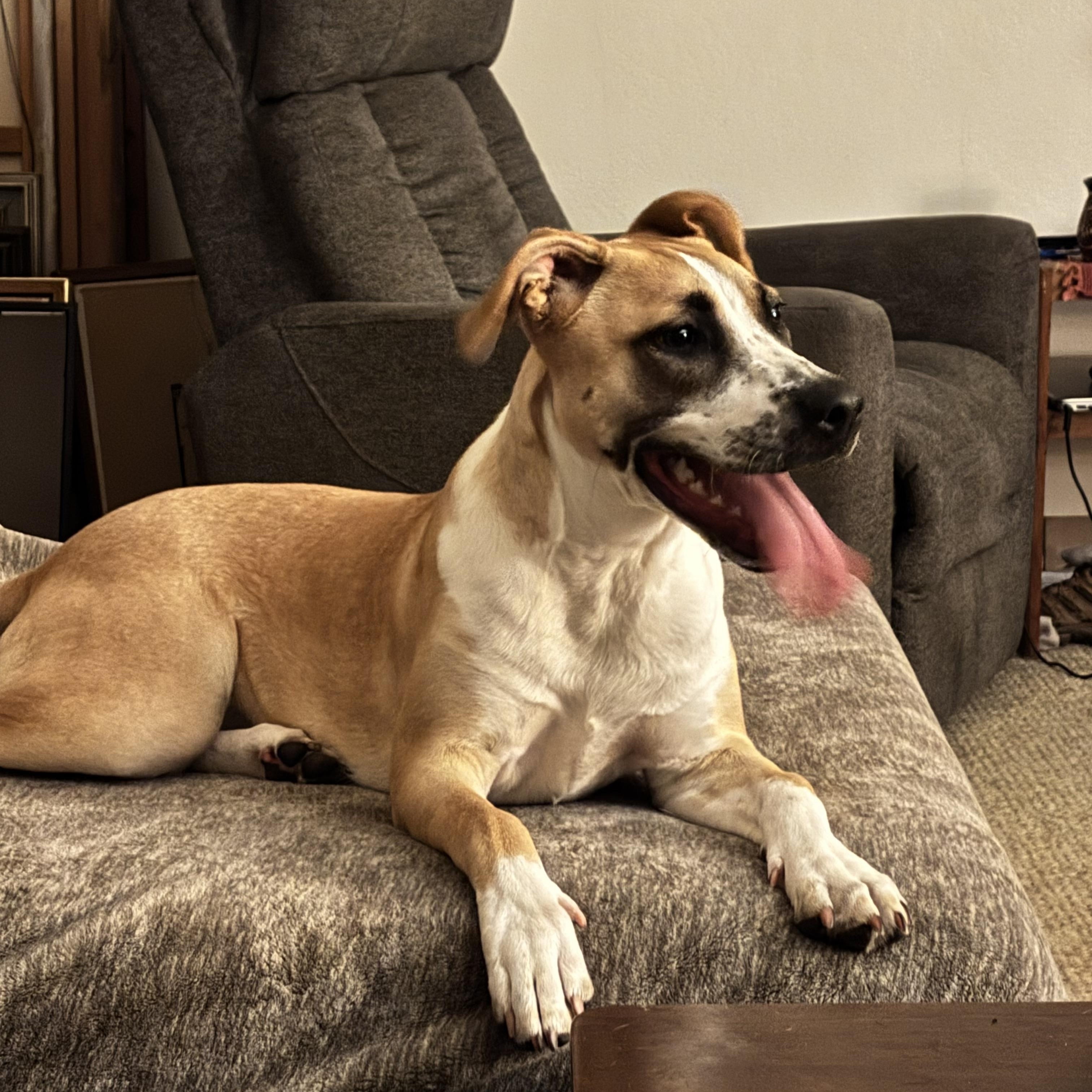 Miranda, a Adoptable mixed breed image 4/5