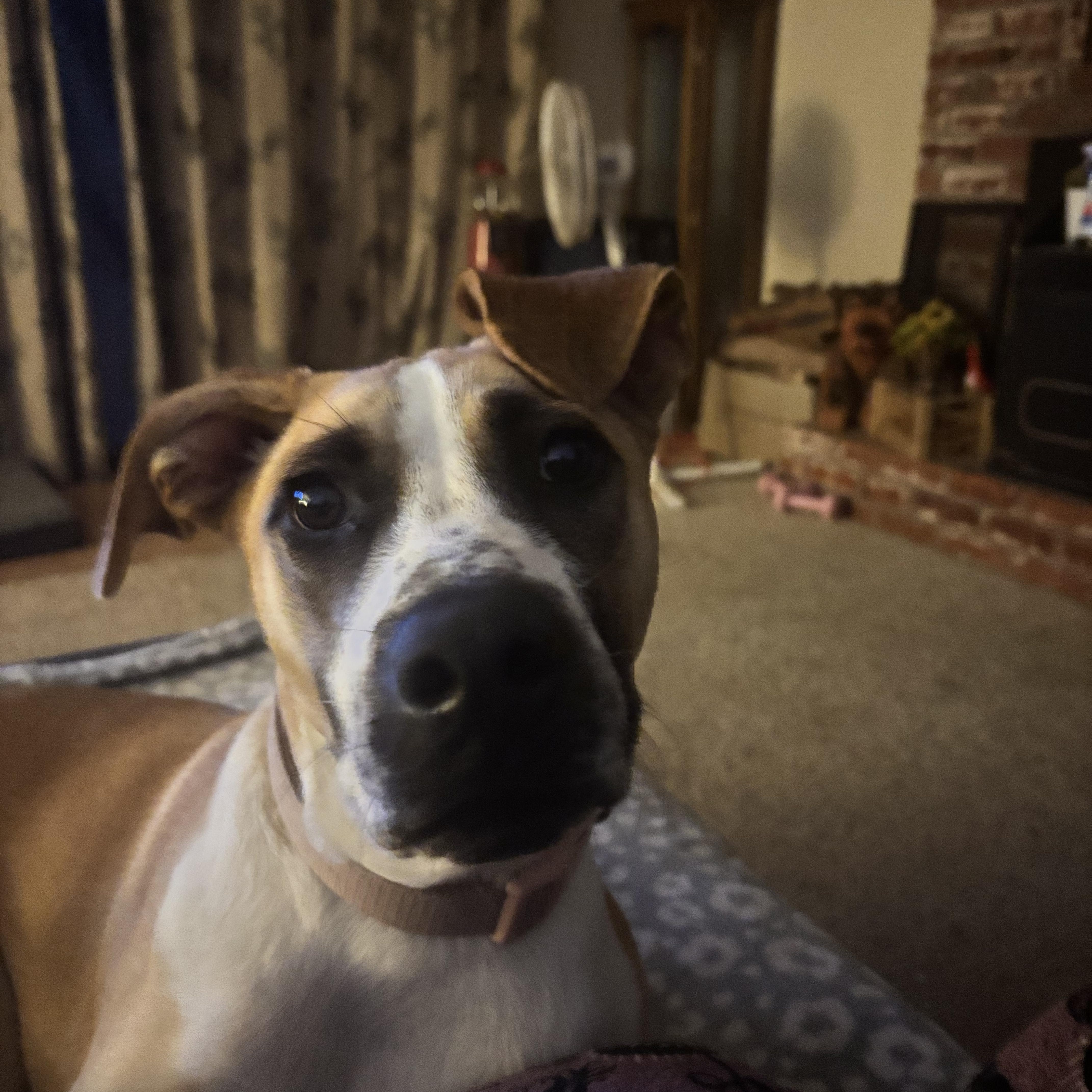 Miranda, a Adoptable mixed breed image 1/5