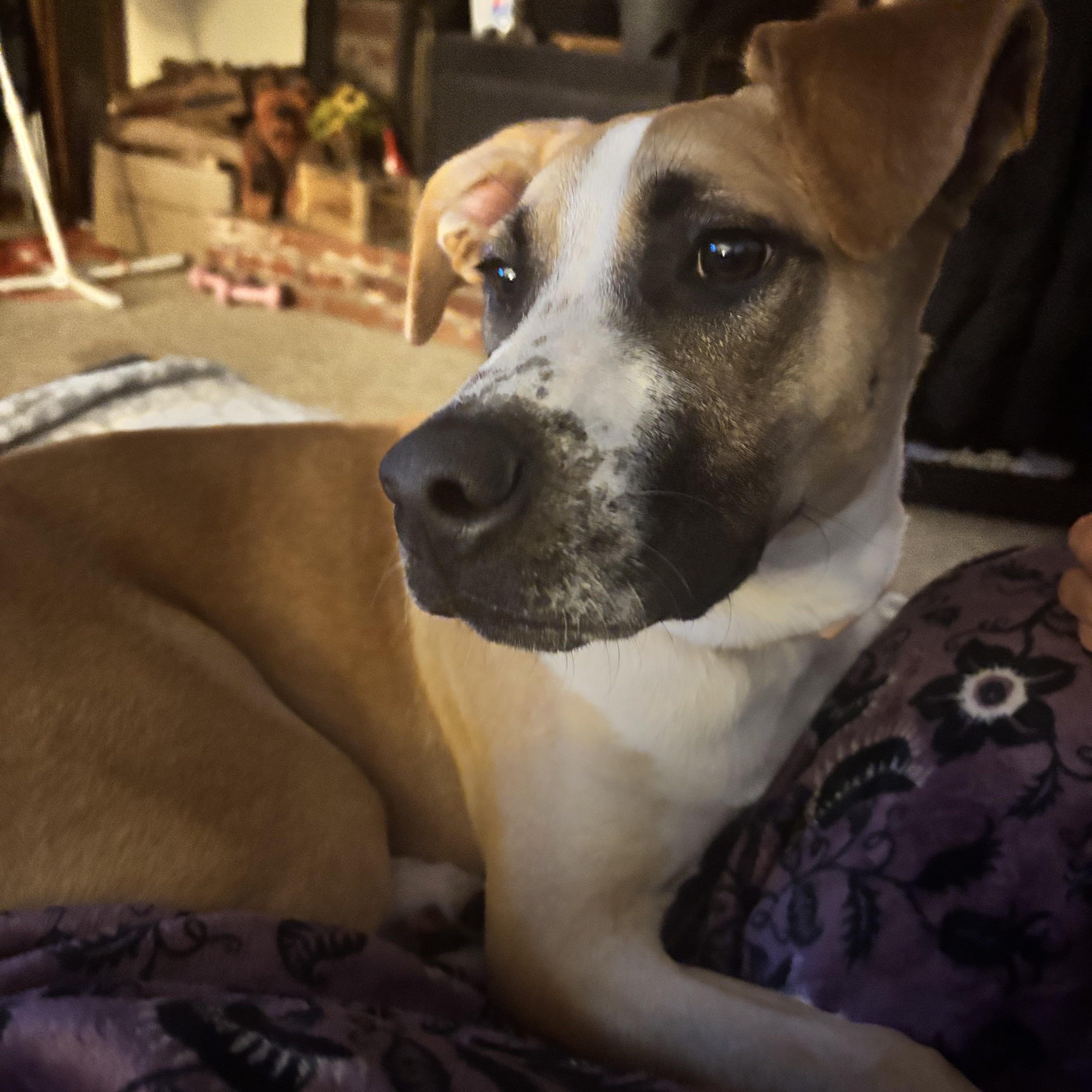 Miranda, a Adoptable mixed breed image 2/5