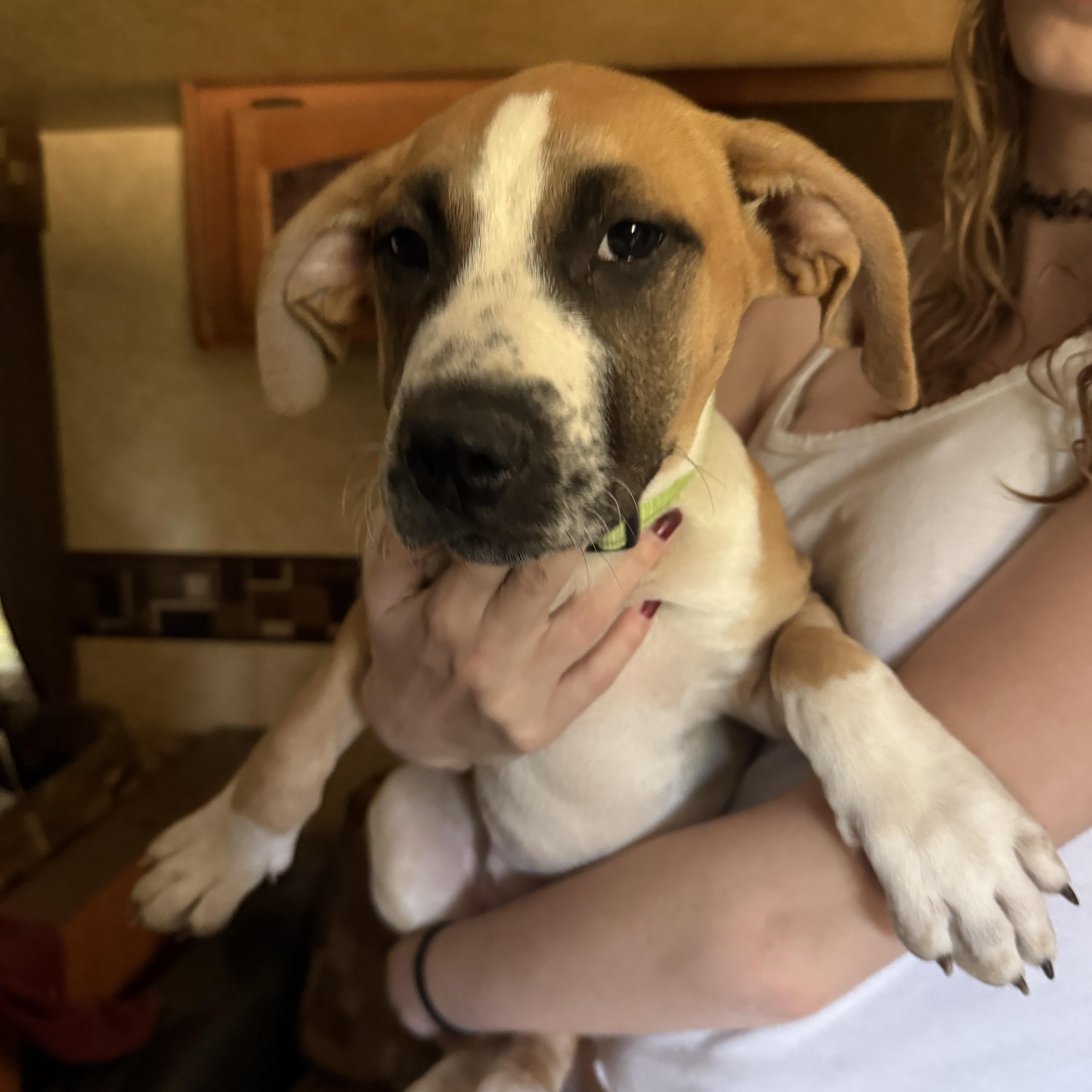 Miranda, a Adoptable mixed breed image 3/5