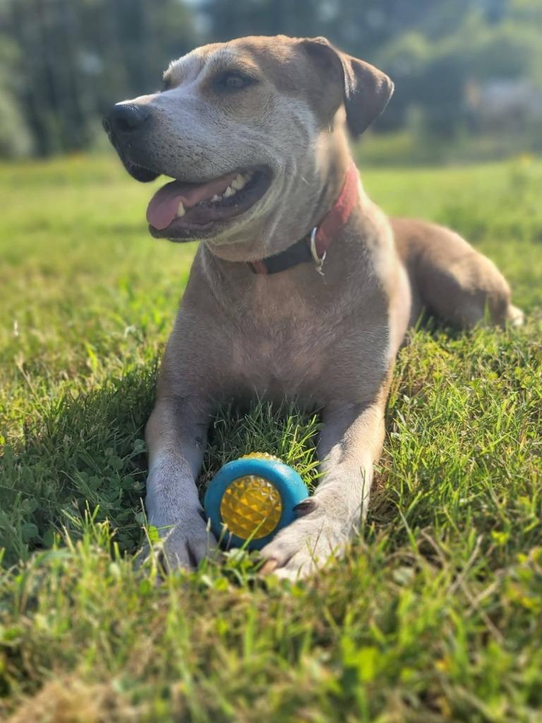 Charlie Puppers, a Adoptable mixed breed in Nacogdoches, TX image 2/3