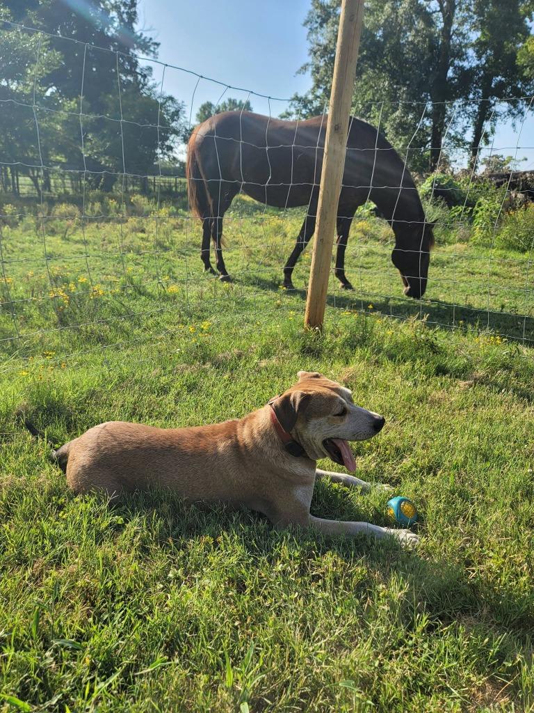 Charlie Puppers, a Adoptable mixed breed in Nacogdoches, TX image 3/3