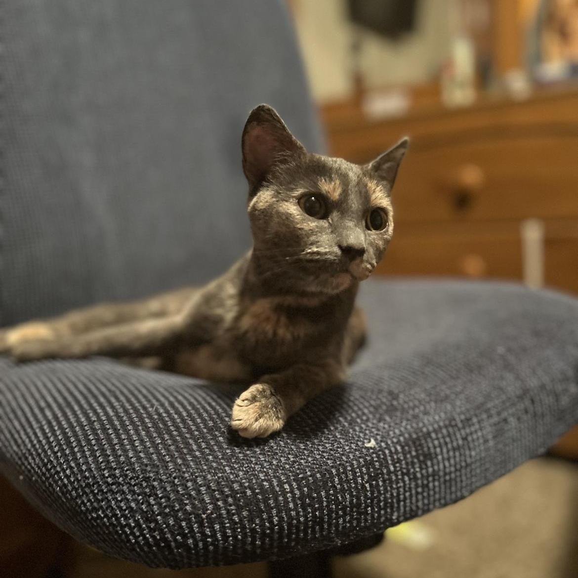 Enlarge Apple, a Adoptable Domestic Short Hair in Rice, MN image 1/5