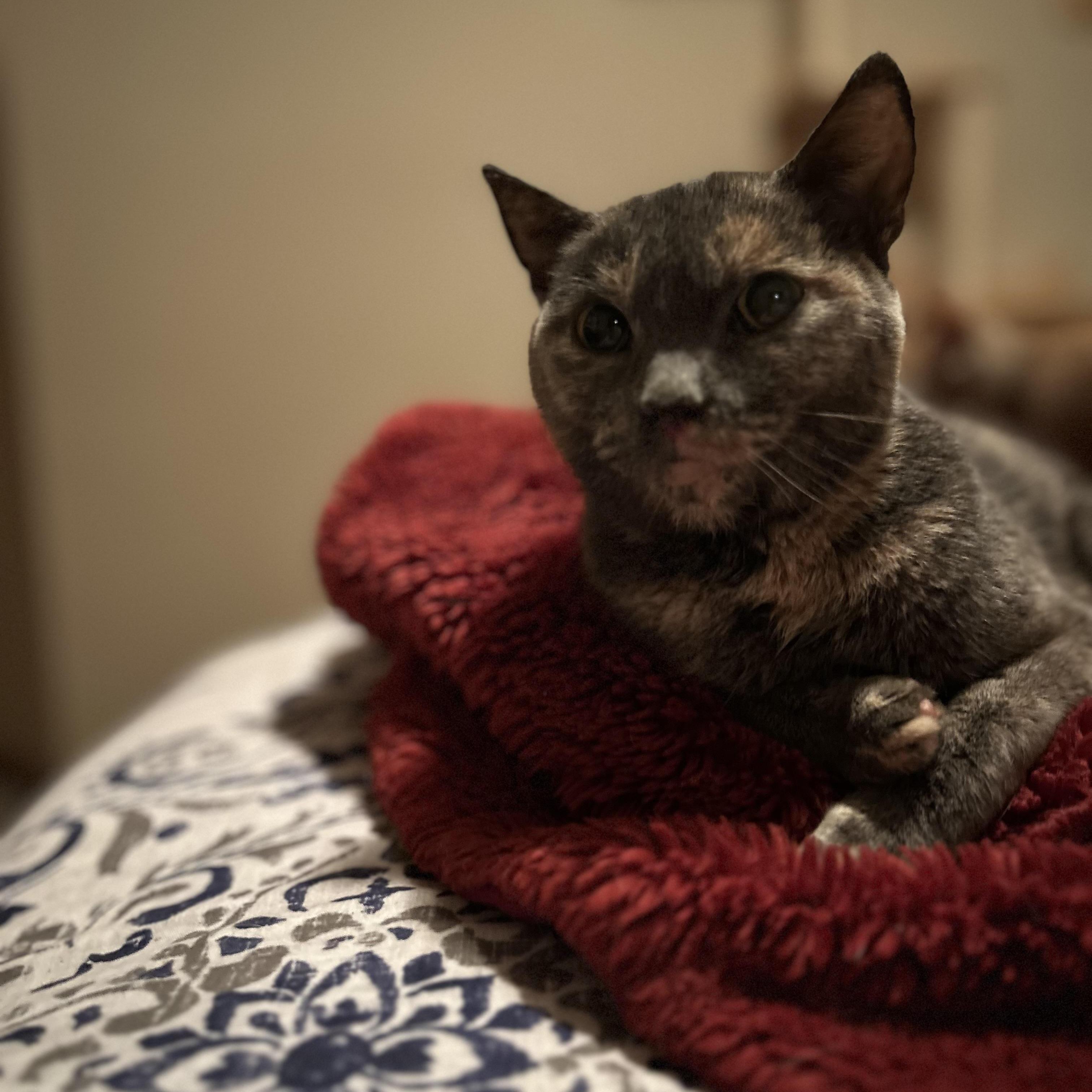 Enlarge Apple, a Adoptable Domestic Short Hair in Rice, MN image 2/5