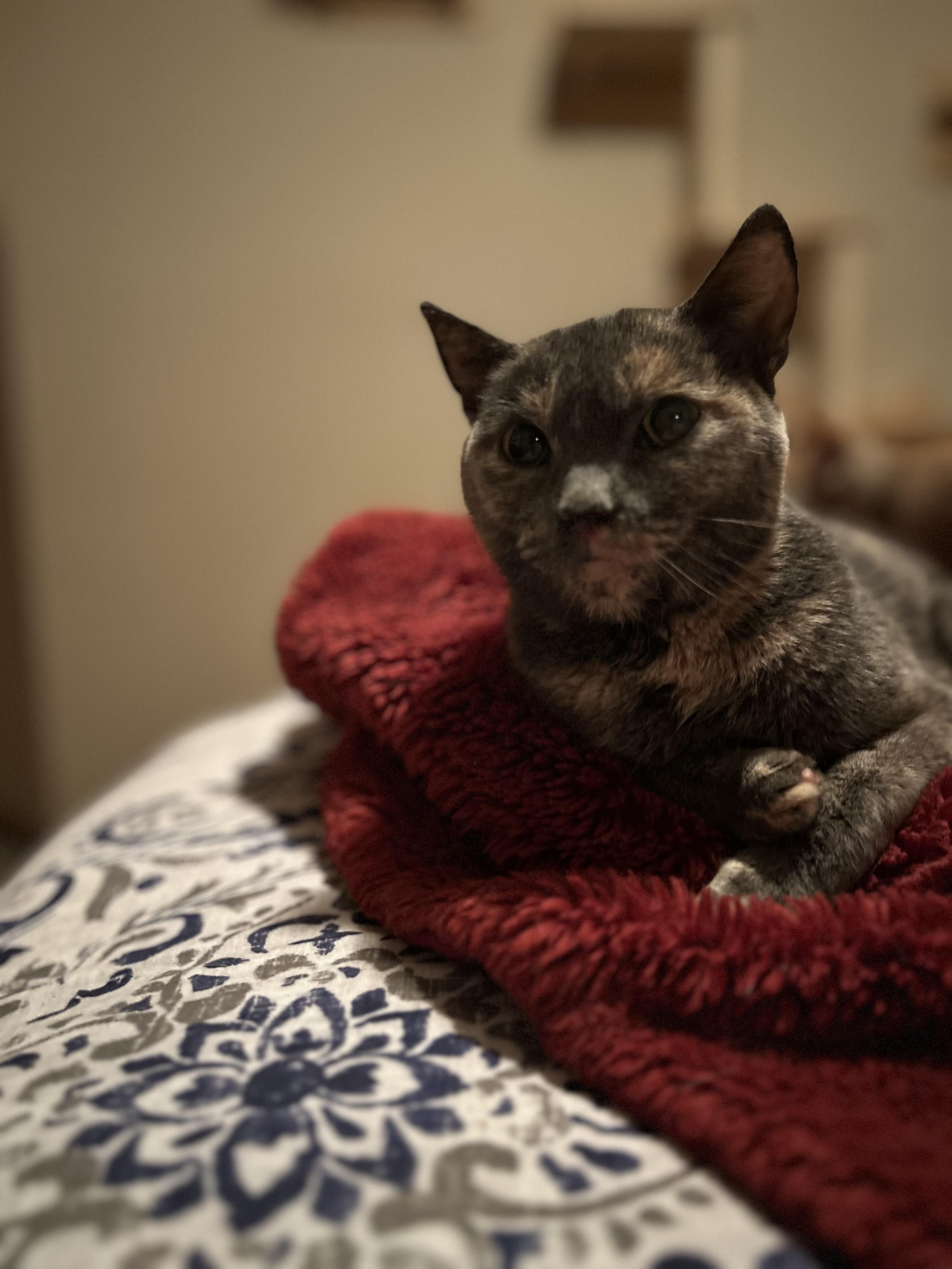 Apple, a Adoptable Domestic Short Hair in Rice, MN image 4/4