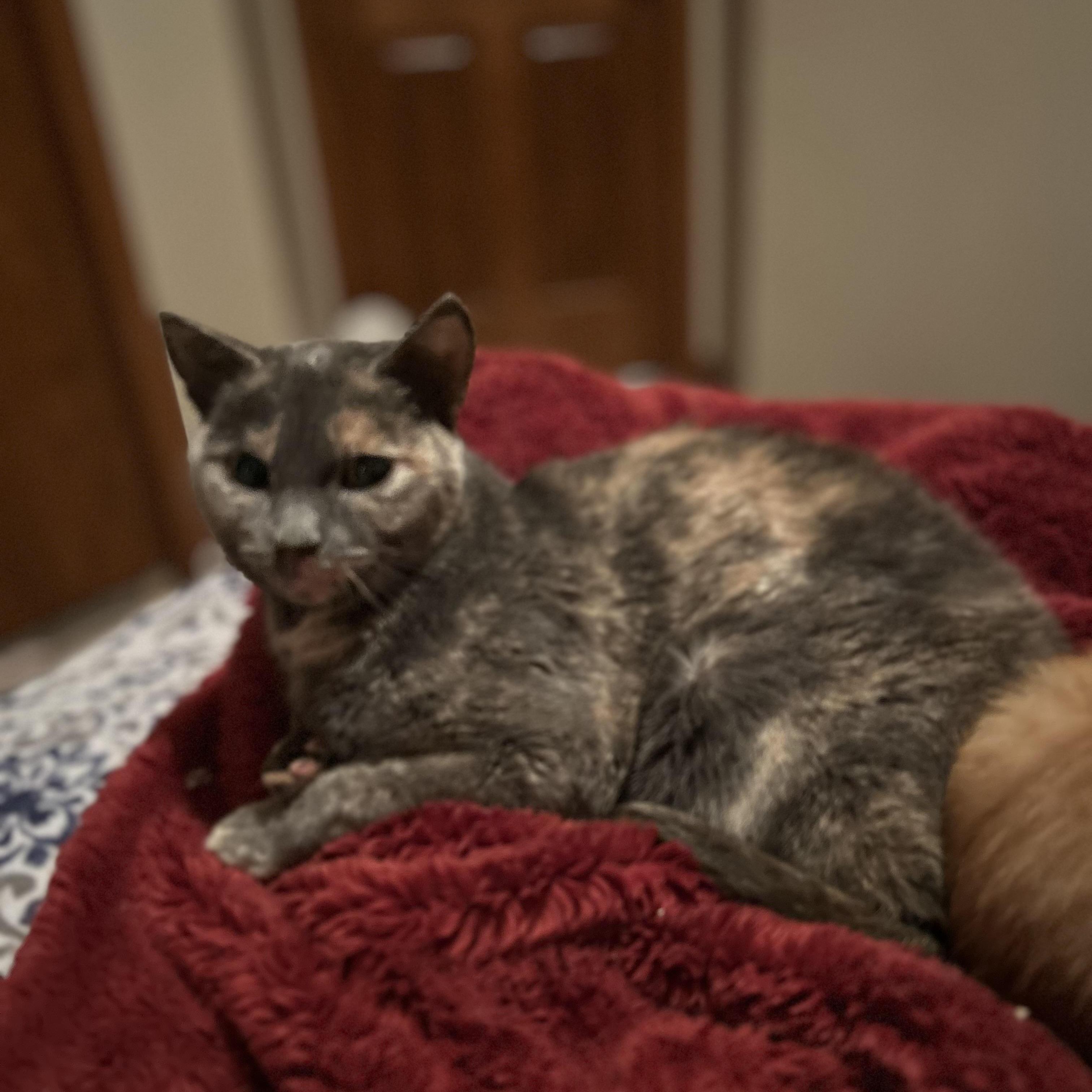 Enlarge Apple, a Adoptable Domestic Short Hair in Rice, MN image 4/5