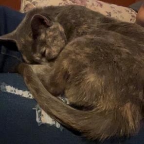 Enlarge Apple, a Adoptable Domestic Short Hair in Rice, MN image 5/5