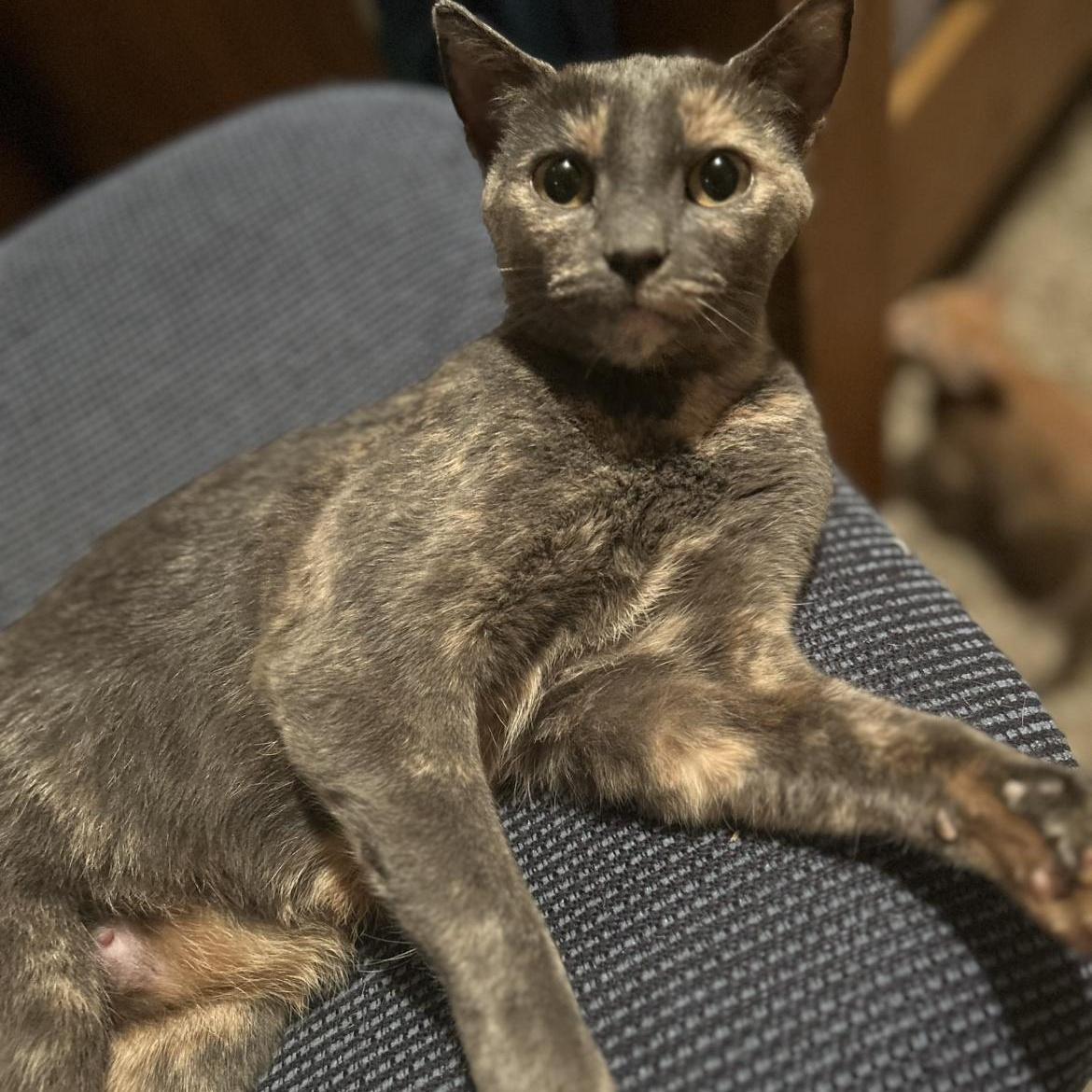 Enlarge Apple, a Adoptable Domestic Short Hair in Rice, MN image 5/5