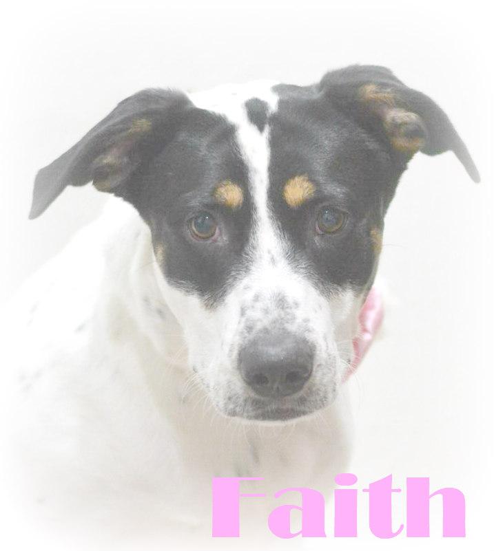 Faith, an adoptable Australian Cattle Dog / Blue Heeler, Labrador Retriever in Lake Havasu City, AZ, 86406 | Photo Image 1
