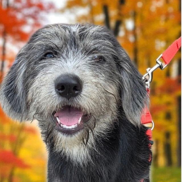 Gigi, an adoptable Schnoodle in Brentwood, TN, 37024 | Photo Image 1