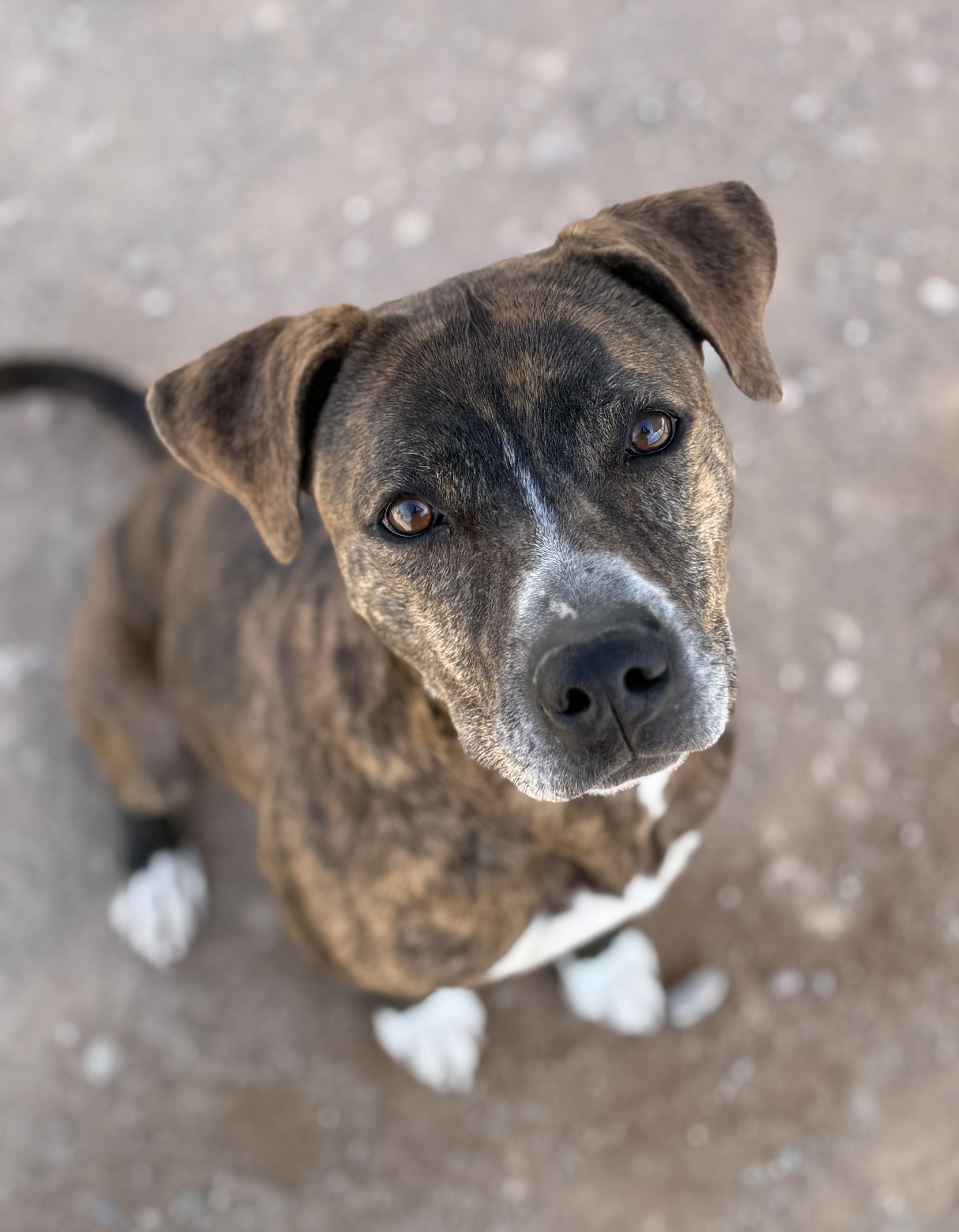 Enlarge Hage, a Adoptable Pit Bull Terrier in Sierra Vista, AZ image 5/5