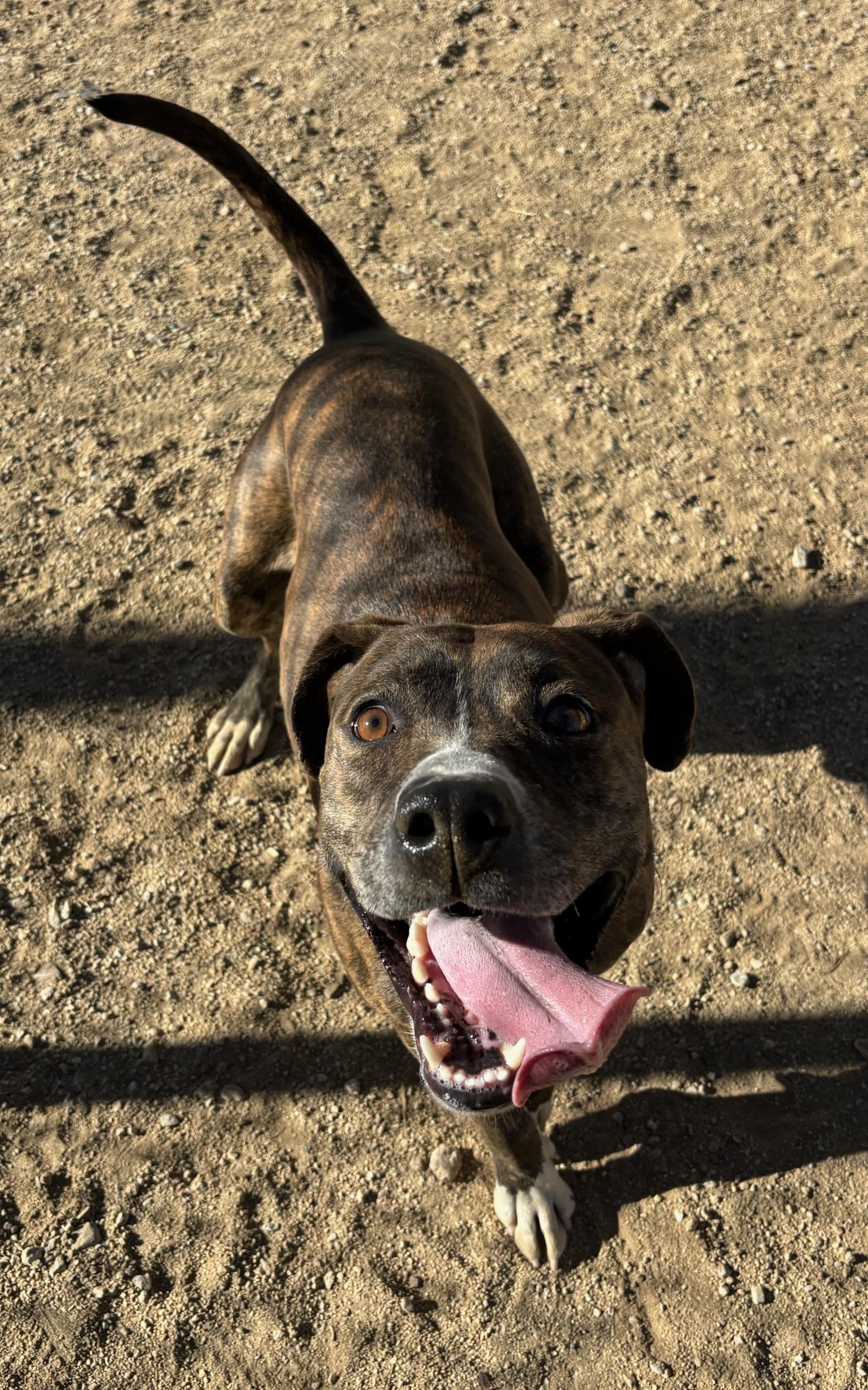 Enlarge Hage, a Adoptable Pit Bull Terrier in Sierra Vista, AZ image 3/3