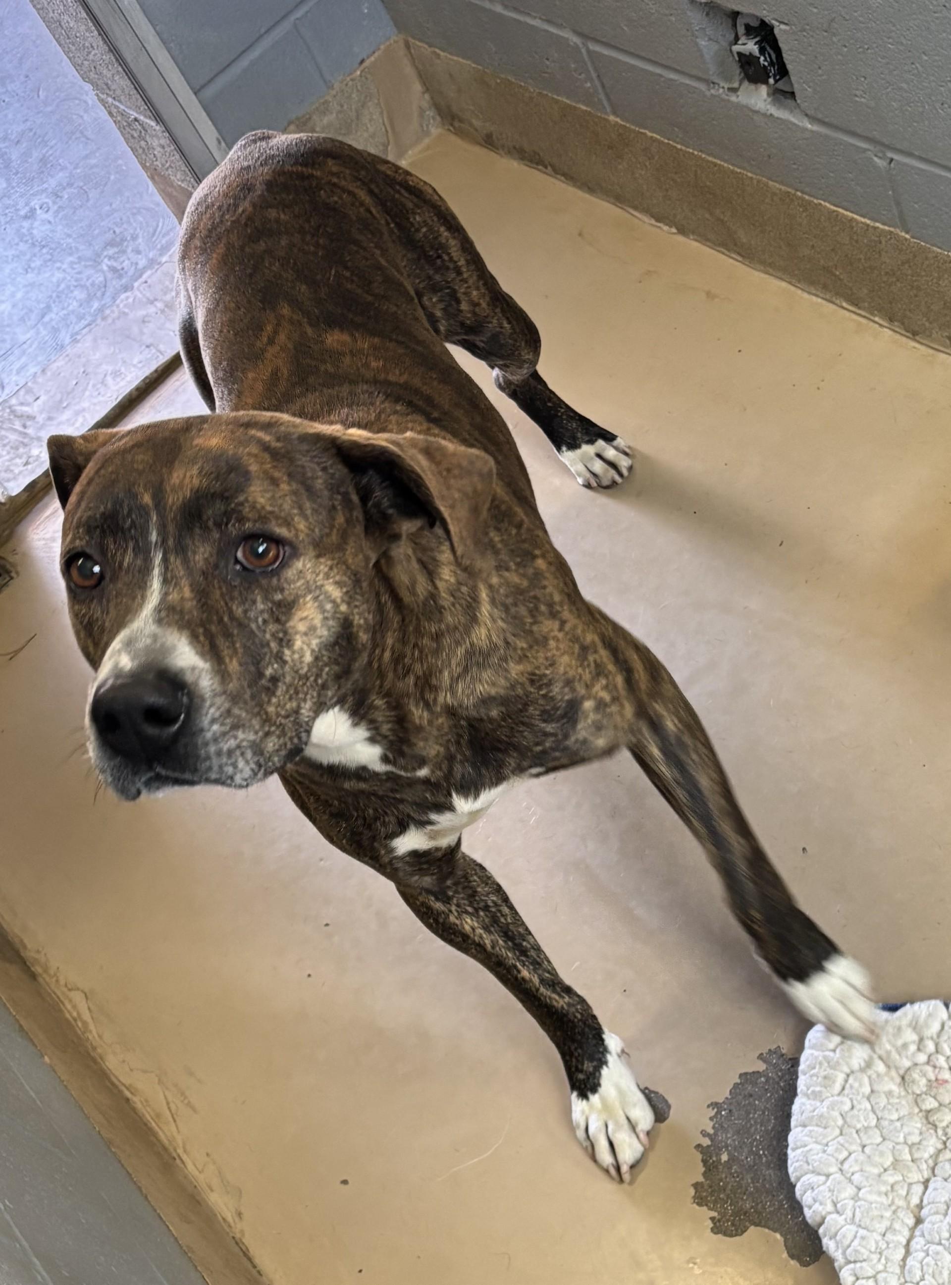 Enlarge Hage, a Adoptable Pit Bull Terrier in Sierra Vista, AZ image 2/3