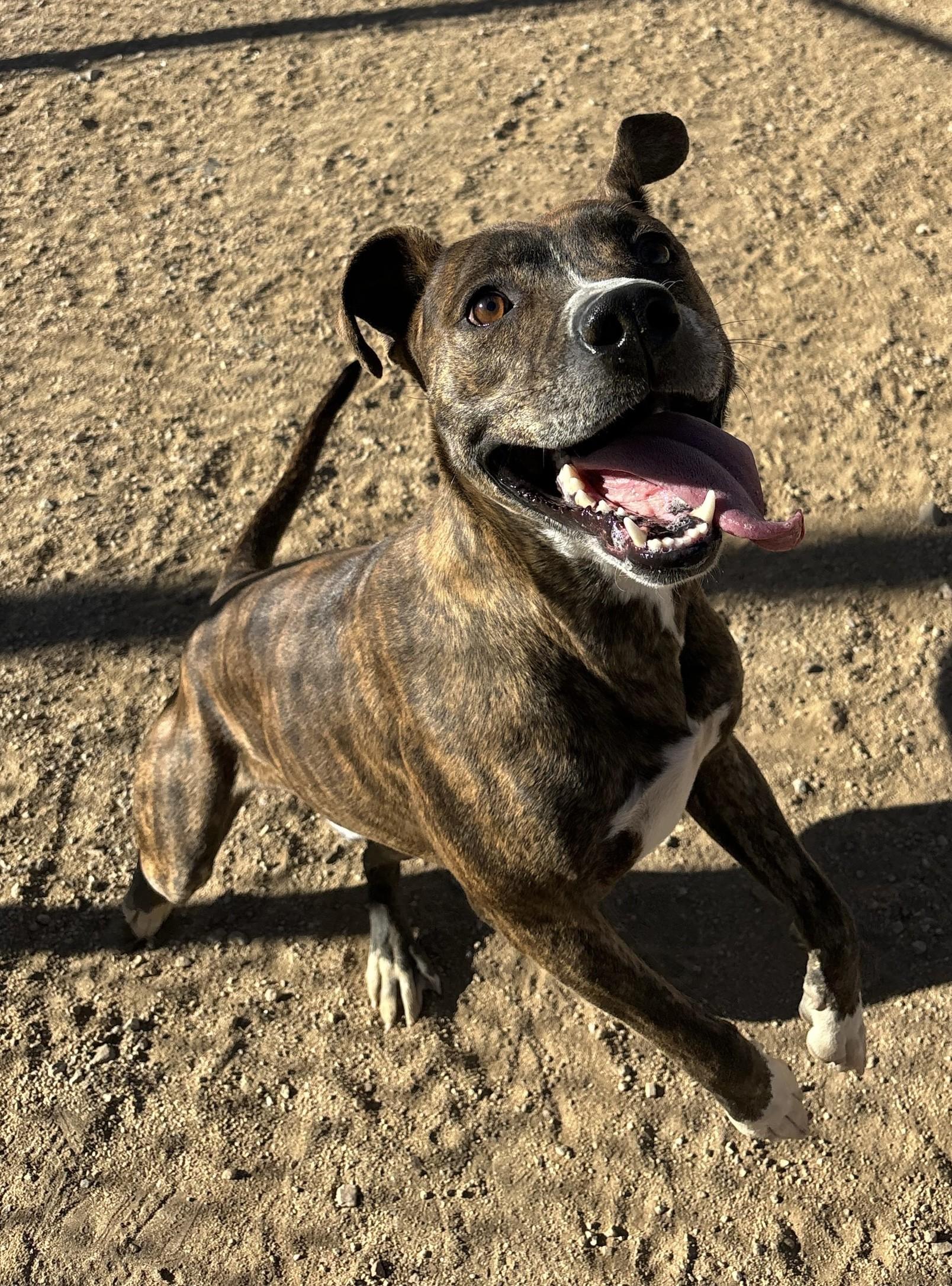 Enlarge Hage, a Adoptable Pit Bull Terrier in Sierra Vista, AZ image 1/3