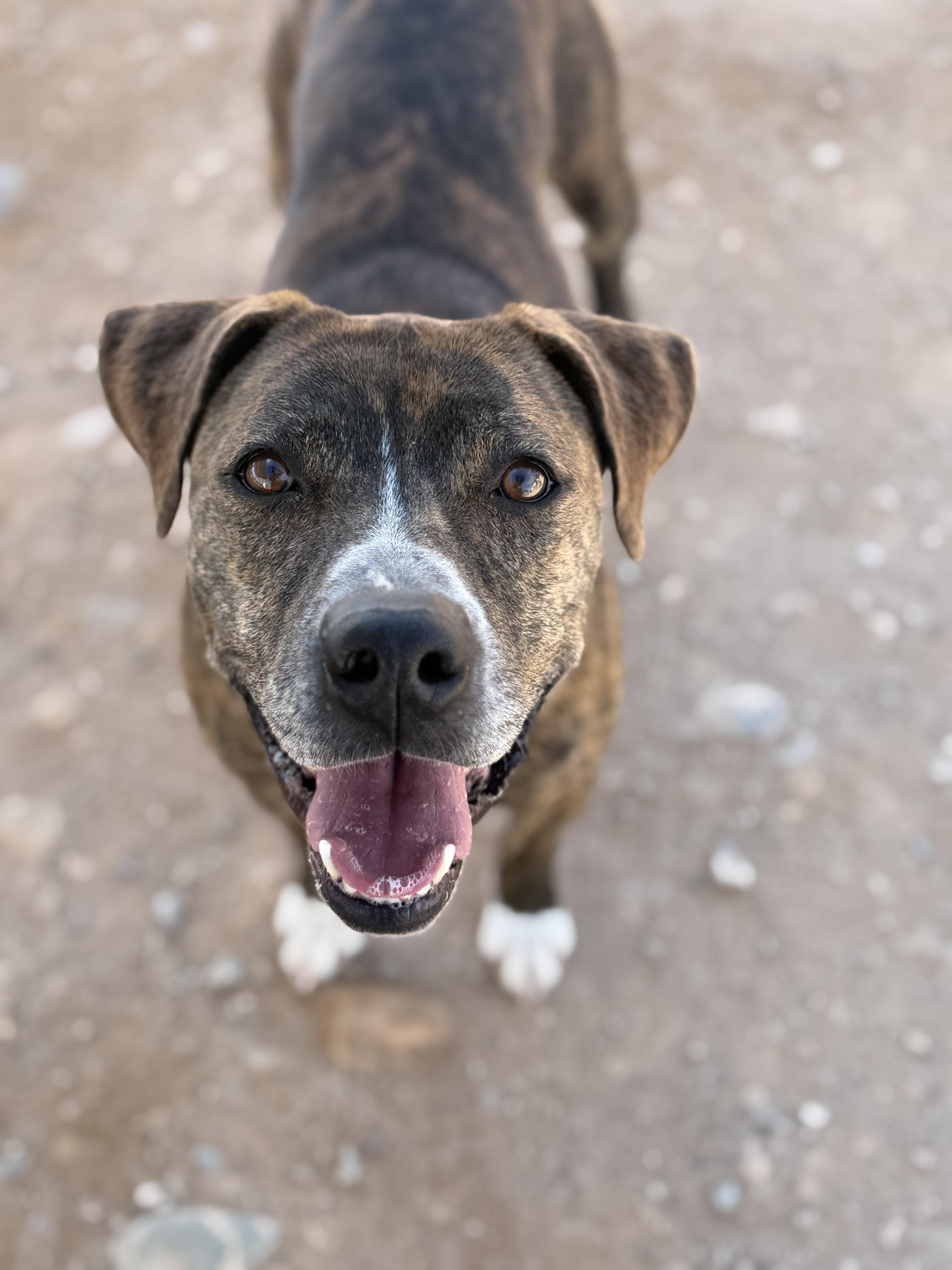 Enlarge Hage, a Adoptable Pit Bull Terrier in Sierra Vista, AZ image 1/5