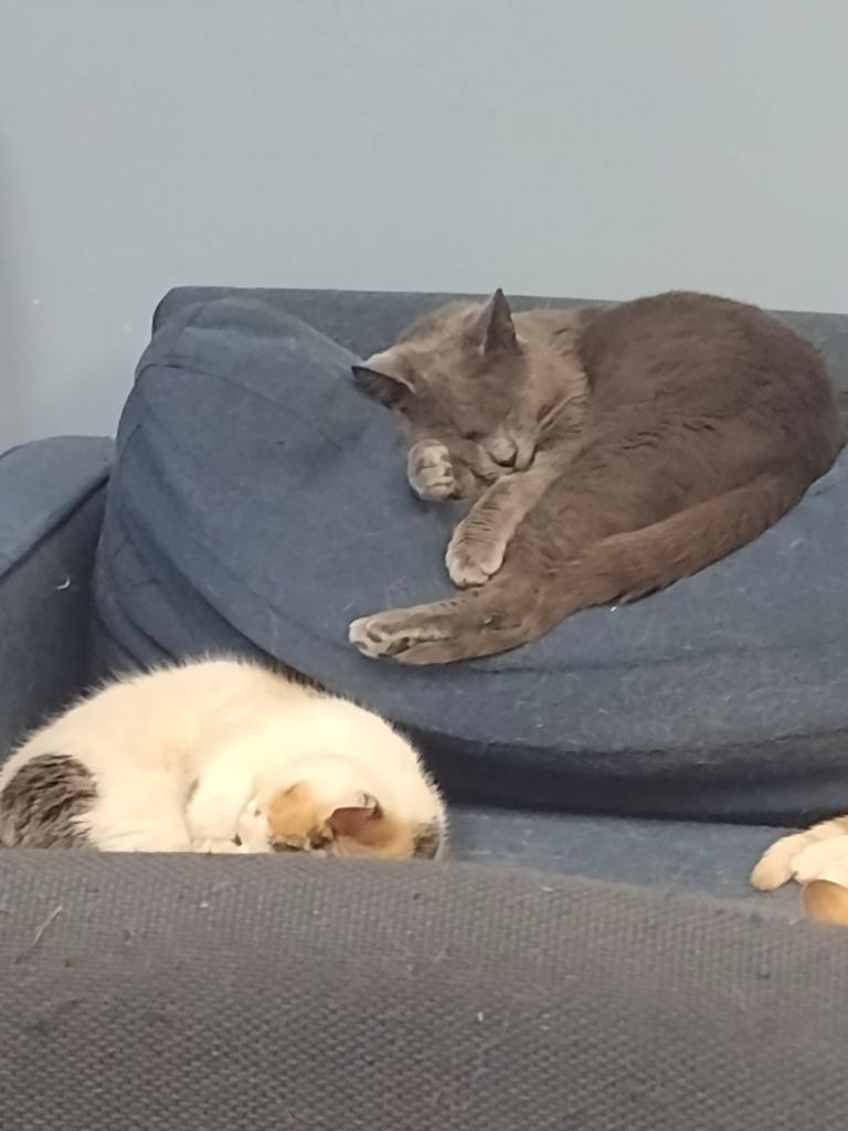 Frank, a Adoptable Domestic Short Hair in LIberty, NY image 1/2