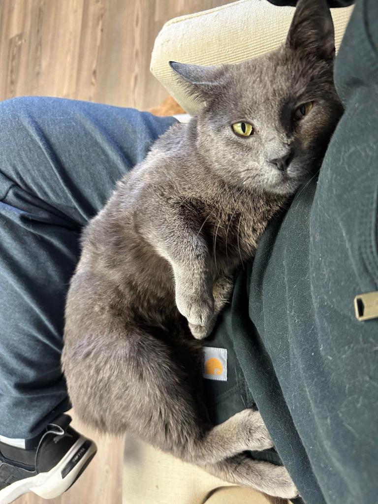 Frank, a Adoptable Domestic Short Hair in LIberty, NY image 2/2