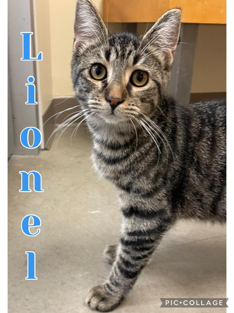 Lionel, Adoptable, Kitten Male Domestic Medium Hair.