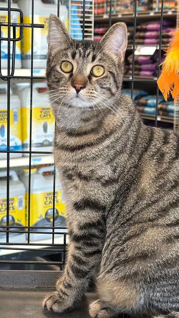 Enlarge Lionel, a Adoptable mixed breed in Fort Oglethorpe, GA image 2/6