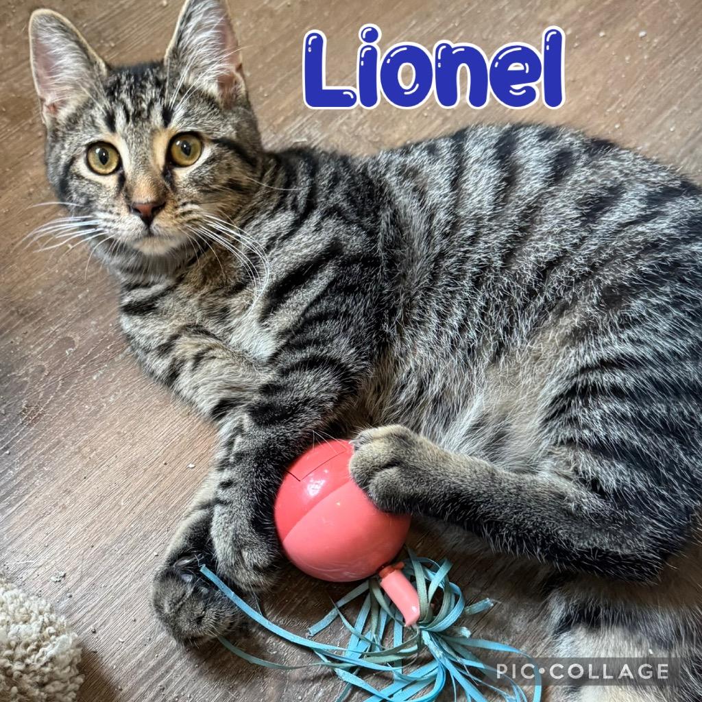 Enlarge Lionel, a Adoptable mixed breed in Fort Oglethorpe, GA image 2/5