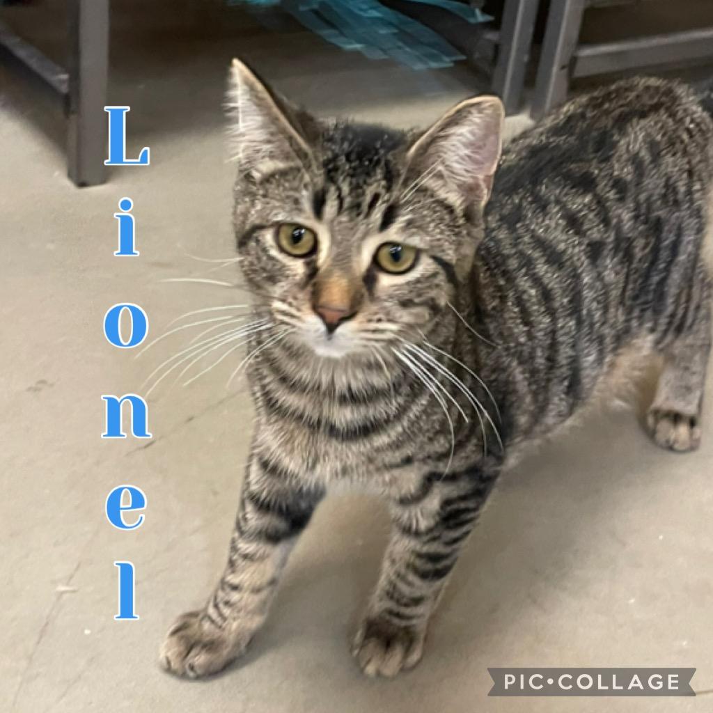 Enlarge Lionel, a Adoptable mixed breed in Fort Oglethorpe, GA image 3/5