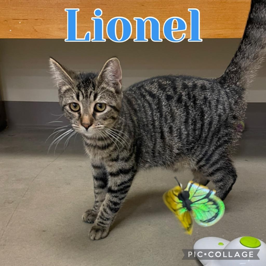 Enlarge Lionel, a Adoptable mixed breed in Fort Oglethorpe, GA image 4/5