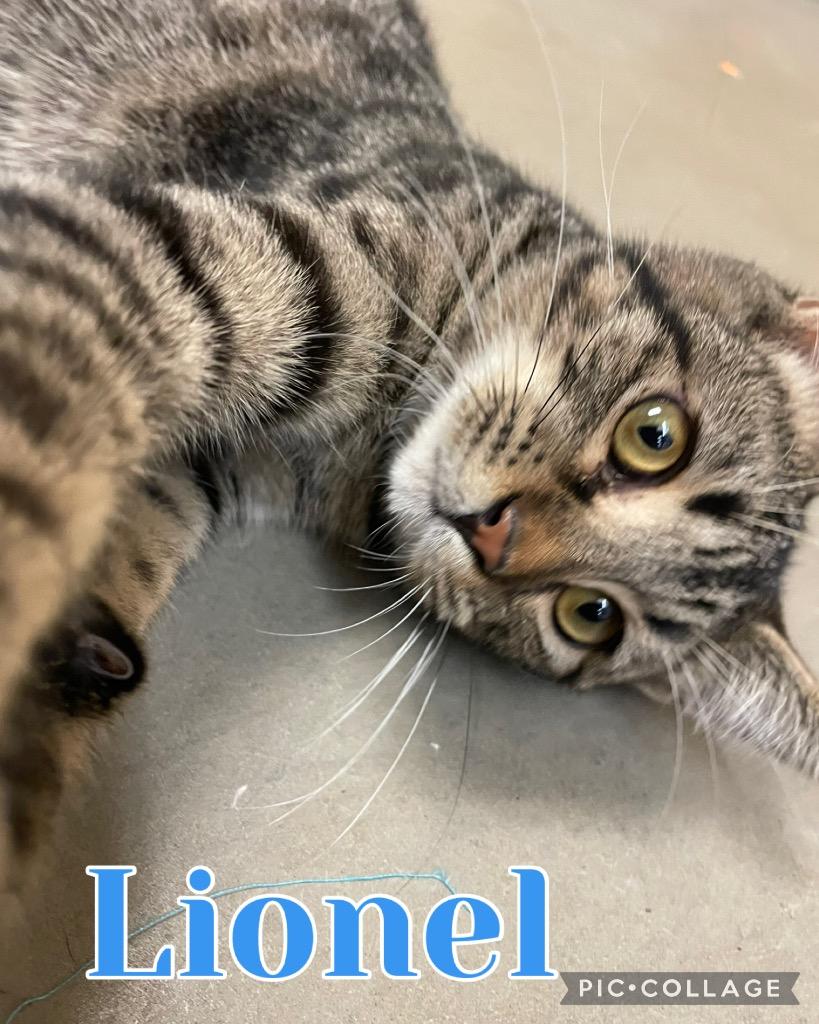 Enlarge Lionel, a Adoptable mixed breed in Fort Oglethorpe, GA image 5/5